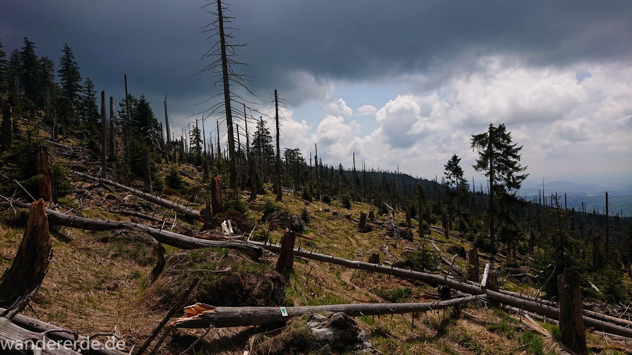 Wanderung Großer Rachel im Nationalpark Bayerischer Wald, Start Parkplatz Oberfrauenau, abwechslungsreicher Wanderweg, schmaler Pfad, umgefallene Bäume werden liegen gelassen, Zerstörung einiger Waldgebiete durch den Borkenkäfer, weite Aussicht auf großes Waldgebiet