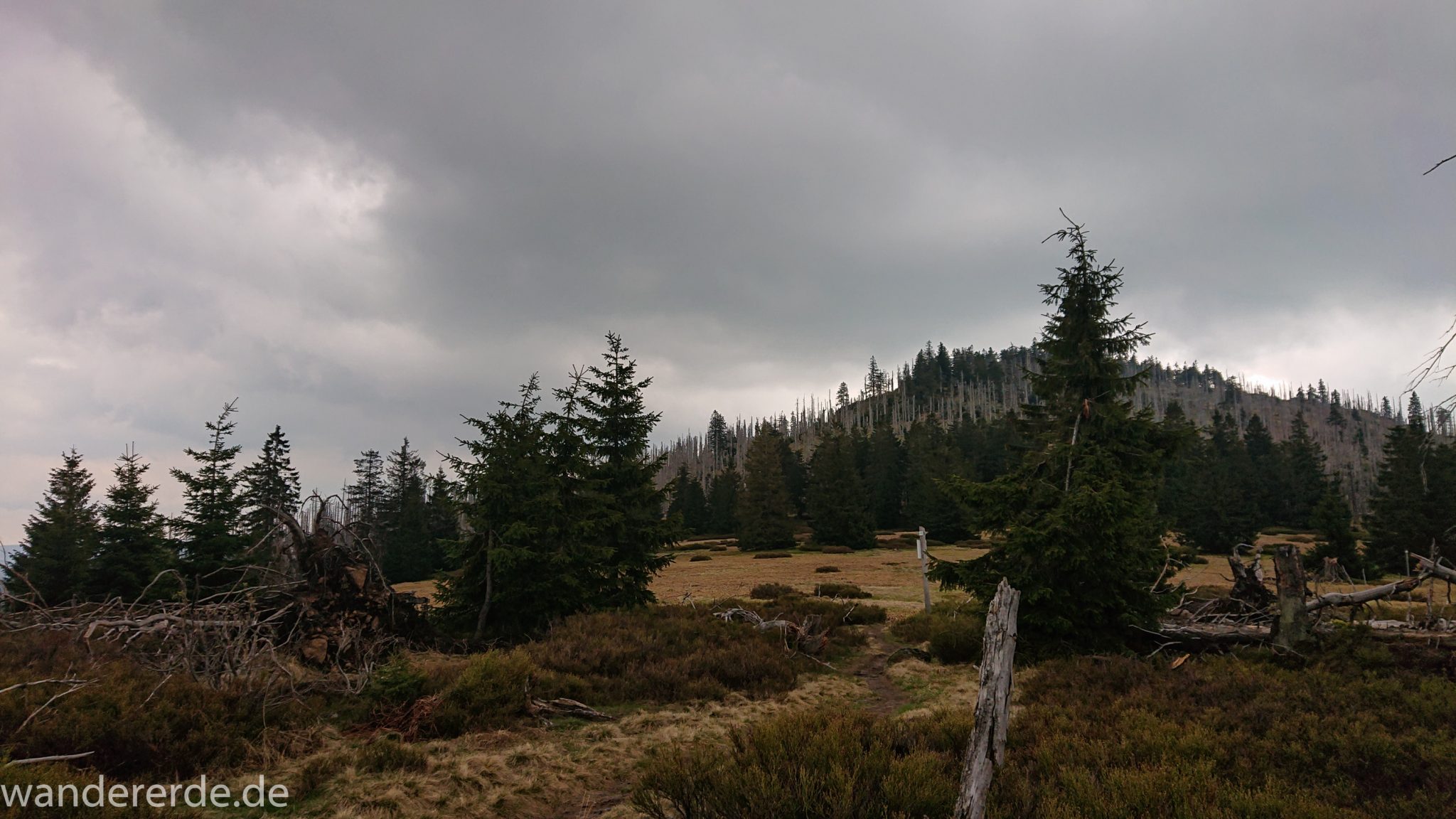 Wanderung Großer Rachel im Nationalpark Bayerischer Wald, Start Parkplatz Oberfrauenau, abwechslungsreicher Wanderweg, schmaler Pfad, umgefallene Bäume werden liegen gelassen, Zerstörung einiger Waldgebiete durch den Borkenkäfer