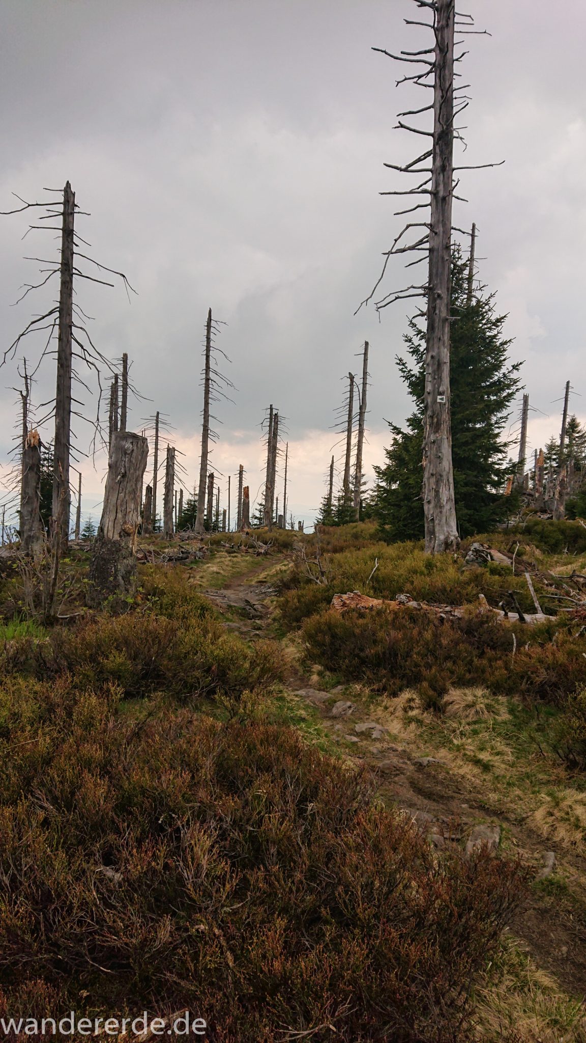 Wanderung Großer Rachel im Nationalpark Bayerischer Wald, Start Parkplatz Oberfrauenau, abwechslungsreicher Wanderweg, schmaler Pfad über Stock und Stein, umgefallene Bäume werden liegen gelassen, Zerstörung einiger Waldgebiete durch den Borkenkäfer, Wegmarkierung auf den Berg Großer Rachel mit grünem Dreieck