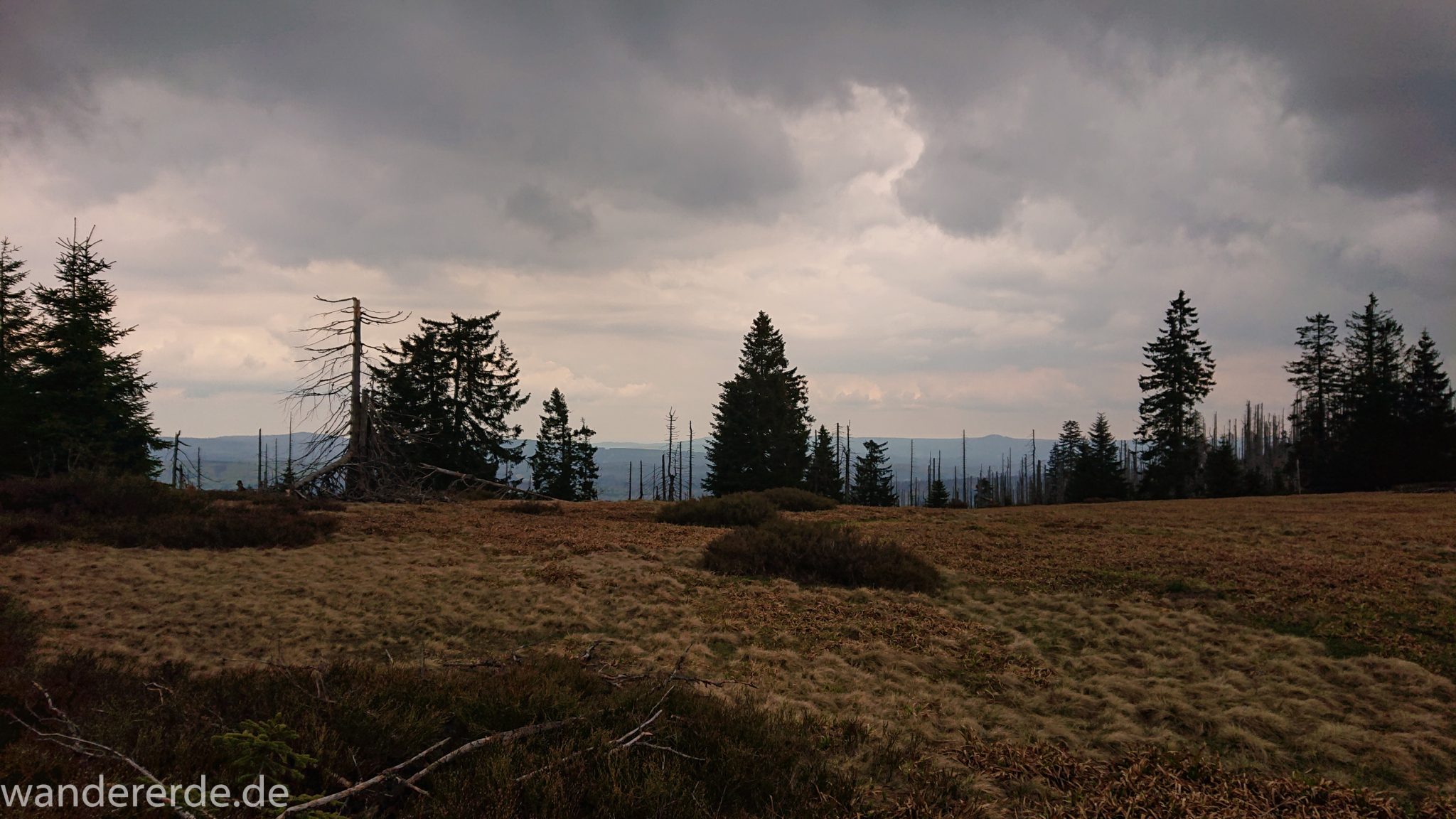 Wanderung Großer Rachel im Nationalpark Bayerischer Wald, Start Parkplatz Oberfrauenau, abwechslungsreicher Wanderweg, Heidelandschaft im Nationalpark Bayerischer Wald,  umgefallene Bäume werden liegen gelassen, Zerstörung einiger Waldgebiete durch den Borkenkäfer, weite Aussicht auf riesiges Waldgebiet