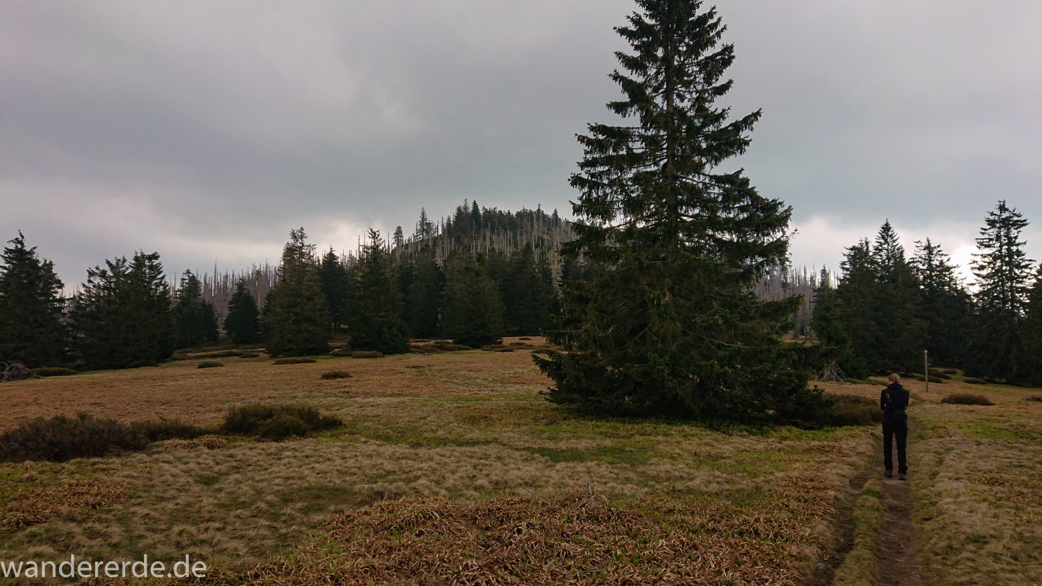 Wanderung Großer Rachel im Nationalpark Bayerischer Wald, Start Parkplatz Oberfrauenau, abwechslungsreicher Wanderweg, Wanderer auf schmalem Pfad über Stock und Stein, Zerstörung einiger Waldgebiete durch den Borkenkäfer, Wegmarkierung auf den Berg Großer Rachel mit grünem Dreieck