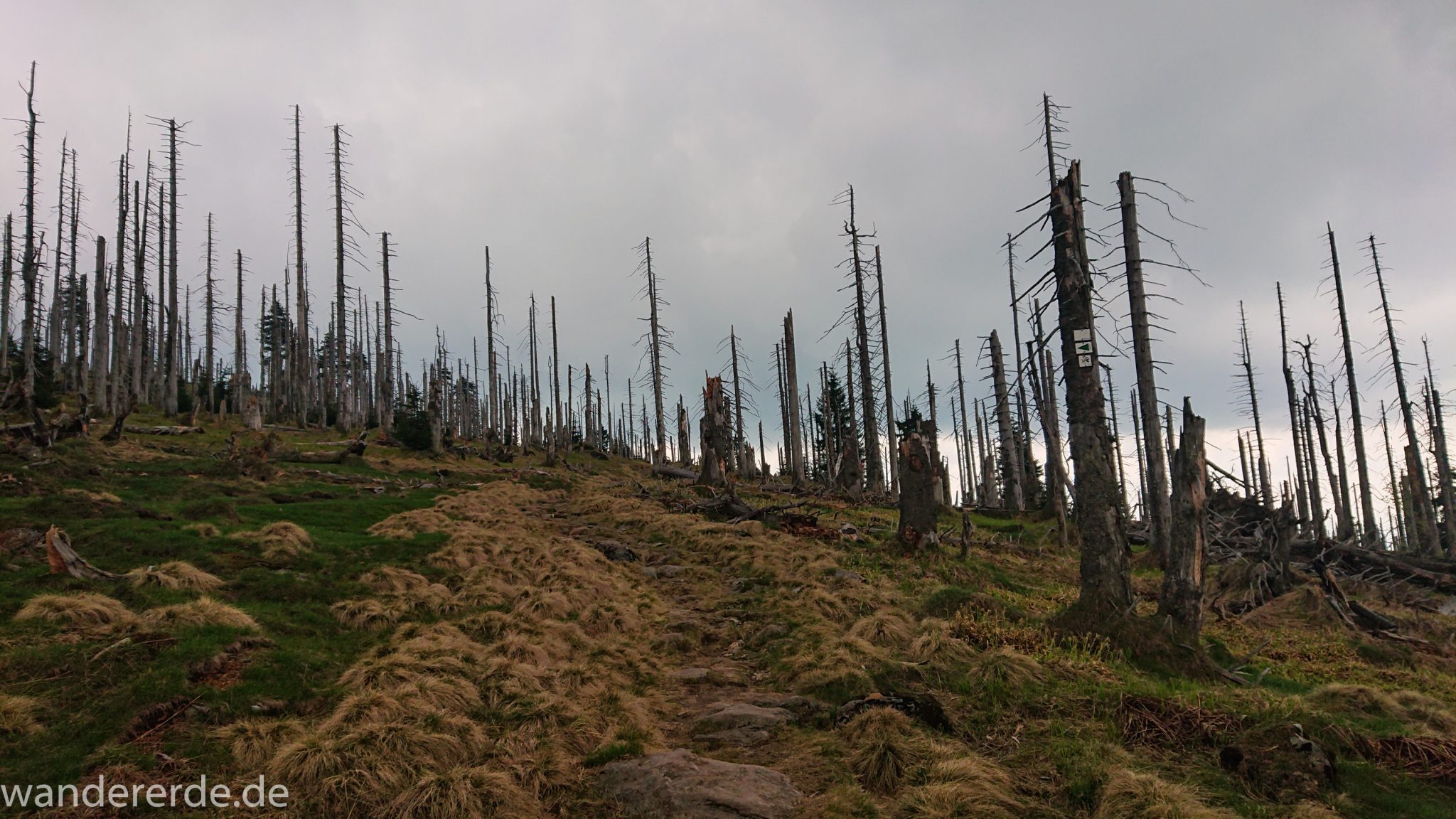 Wanderung Großer Rachel im Nationalpark Bayerischer Wald, Start Parkplatz Oberfrauenau, abwechslungsreicher Wanderweg, auf schmalem Pfad über Stock und Stein, Zerstörung einiger Waldgebiete durch den Borkenkäfer, umgefallene Bäume werden liegen gelassen im Nationalpark, Natur wird sich selbst überlassen, Wegmarkierung auf den Berg Großer Rachel mit grünem Dreieck