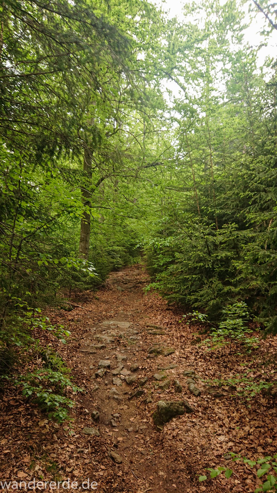 Wanderung Großer Rachel im Nationalpark Bayerischer Wald, Start Parkplatz Oberfrauenau, toller naturbelassener Wanderweg mit kühlendem Schatten, schöner dichter Wald