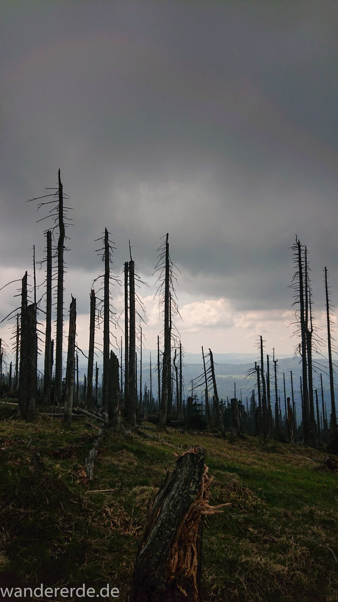 Wanderung Großer Rachel im Nationalpark Bayerischer Wald, Start Parkplatz Oberfrauenau, abwechslungsreicher Wanderweg, Zerstörung einiger Waldgebiete durch den Borkenkäfer, umgefallene Bäume werden liegen gelassen im Nationalpark, Natur wird sich selbst überlassen
