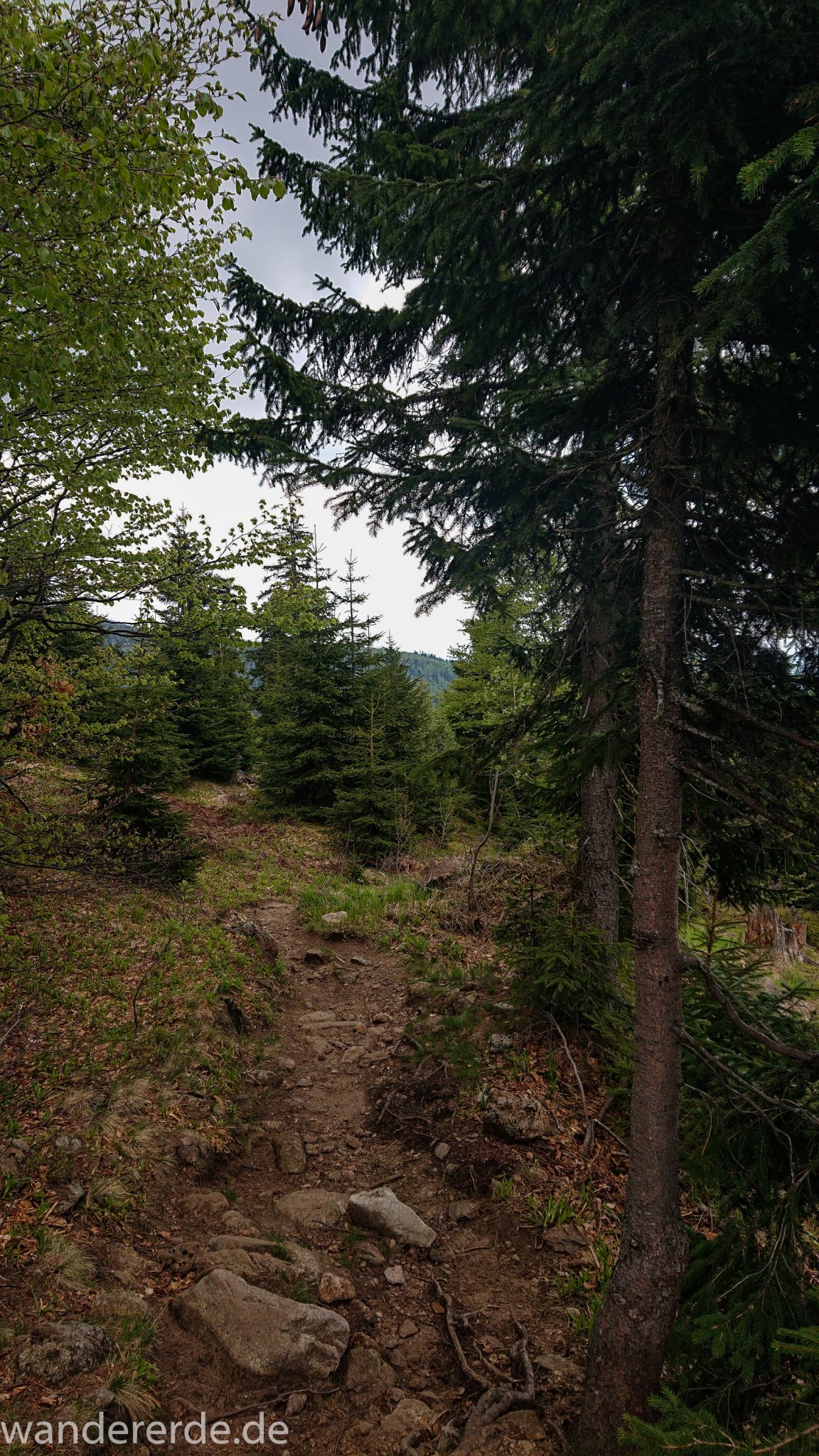 Wanderung Großer Rachel im Nationalpark Bayerischer Wald, Start Parkplatz Oberfrauenau, abwechslungsreicher Wanderweg, auf schmalem Pfad über Stock und Stein, schöner dichter Wald, Laubbaum, Nadelbaum