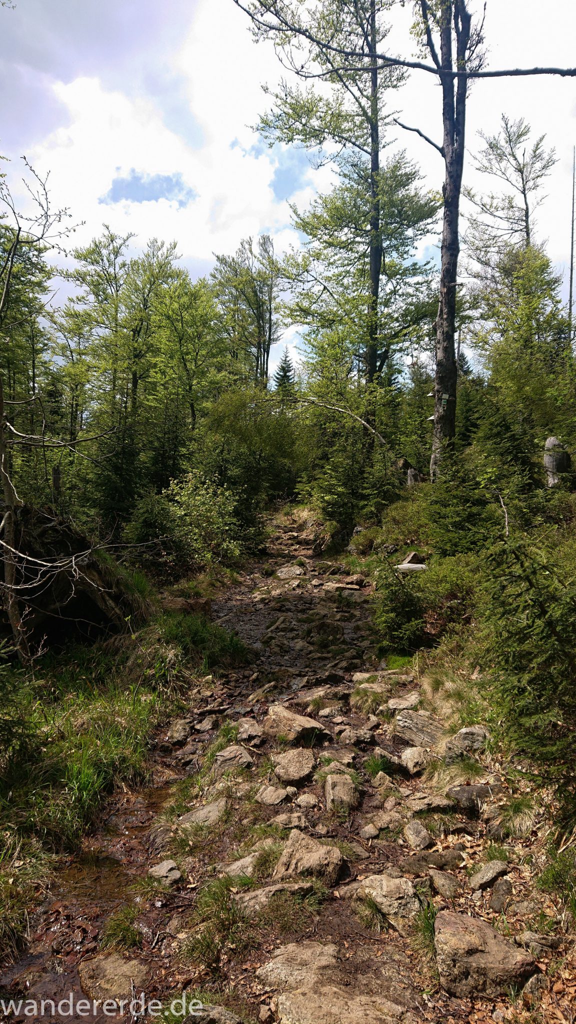 Wanderung Großer Rachel im Nationalpark Bayerischer Wald, Start Parkplatz Oberfrauenau, abwechslungsreicher Wanderweg, auf schmalem Pfad über Stock und Stein, schöner dichter Wald, Laubbaum, Nadelbaum