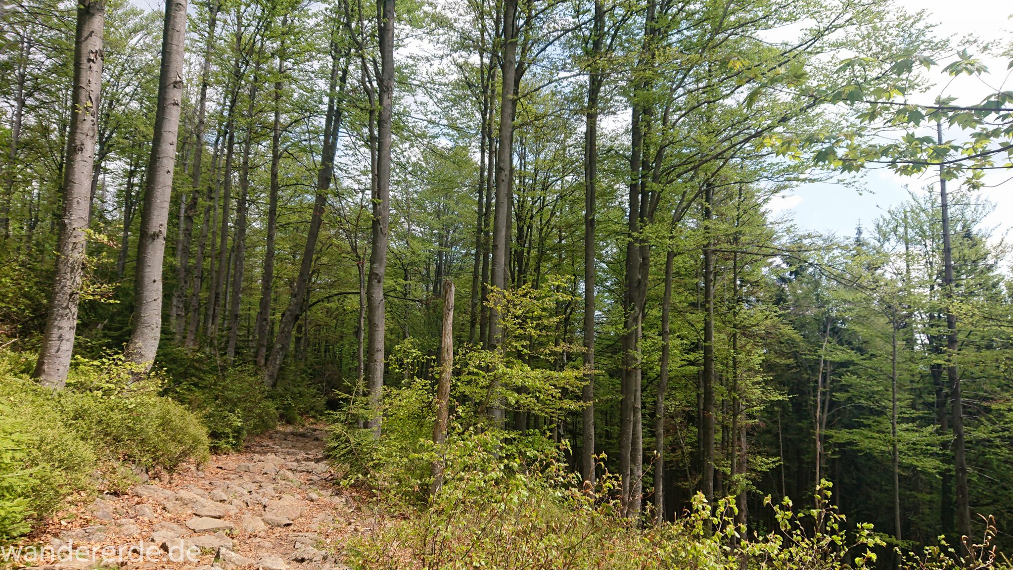 Wanderung Großer Rachel im Nationalpark Bayerischer Wald, Start Parkplatz Oberfrauenau, abwechslungsreicher Wanderweg, auf schmalem Pfad über Stock und Stein, schöner dichter Wald, Laubbaum, Nadelbaum