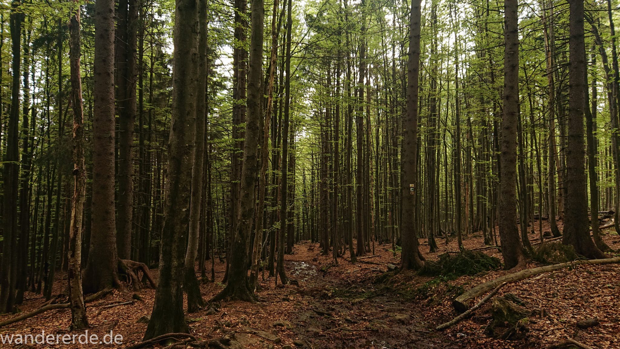 Wanderung Großer Rachel im Nationalpark Bayerischer Wald, Start Parkplatz Oberfrauenau, abwechslungsreicher Wanderweg, auf tollem Pfad über Stock und Stein, teils sehr matschig, schöner dichter Wald, Laubbaum, Nadelbaum, Wegmarkierung an Baum