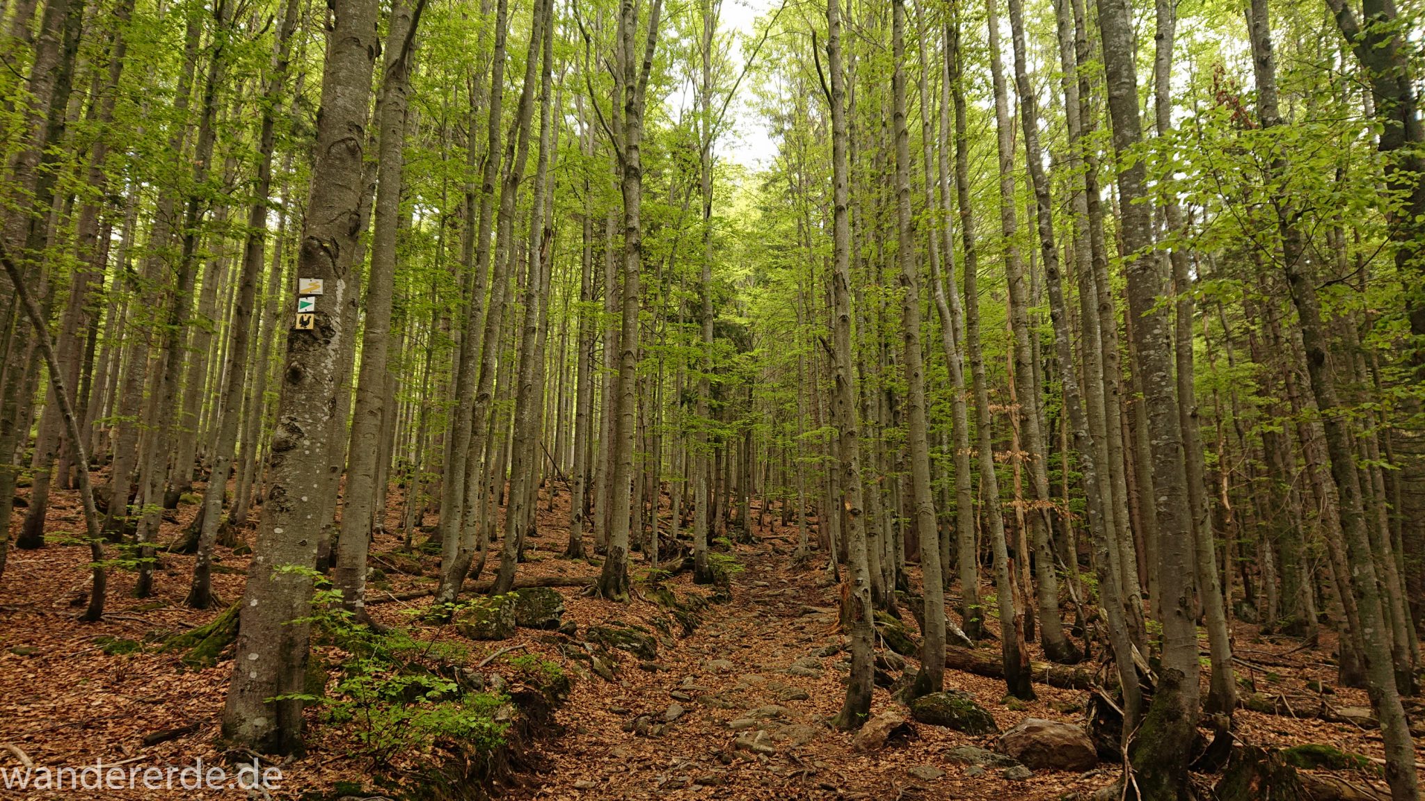 Wanderung Großer Rachel im Nationalpark Bayerischer Wald, Start Parkplatz Oberfrauenau, abwechslungsreicher Wanderweg, auf tollem Pfad über Stock und Stein, schöner dichter Wald, Laubbaum, Nadelbaum, Wegmarkierung an Baum