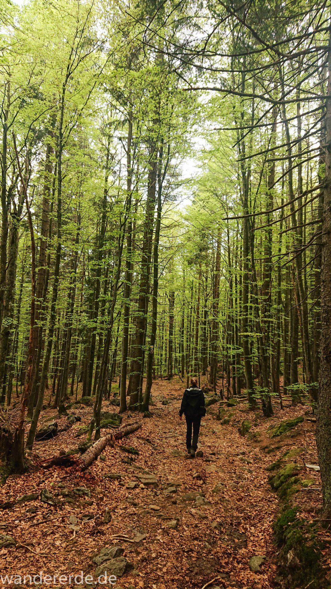 Wanderung Großer Rachel im Nationalpark Bayerischer Wald, Start Parkplatz Oberfrauenau, Wanderer auf abwechslungsreichem Wanderweg, auf tollem Pfad über Stock und Stein, schöner dichter Wald, Laubbaum, Nadelbaum