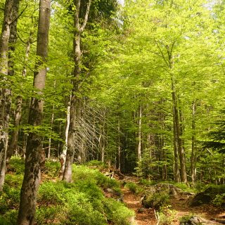 Wanderung Großer Rachel im Nationalpark Bayerischer Wald, Start Parkplatz Oberfrauenau, abwechslungsreicher Wanderweg, auf tollem, schmalem Pfad über Stock und Stein, schöner dichter Wald, Laubbaum, Nadelbaum