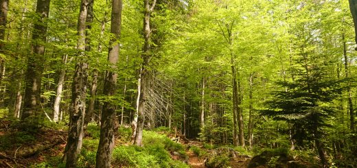 Wanderung Großer Rachel im Nationalpark Bayerischer Wald, Start Parkplatz Oberfrauenau, abwechslungsreicher Wanderweg, auf tollem, schmalem Pfad über Stock und Stein, schöner dichter Wald, Laubbaum, Nadelbaum