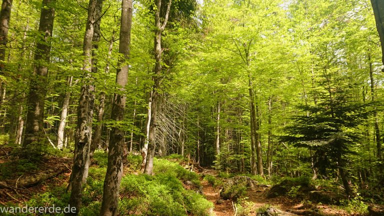 Wanderung Großer Rachel im Nationalpark Bayerischer Wald, Start Parkplatz Oberfrauenau, abwechslungsreicher Wanderweg, auf tollem, schmalem Pfad über Stock und Stein, schöner dichter Wald, Laubbaum, Nadelbaum