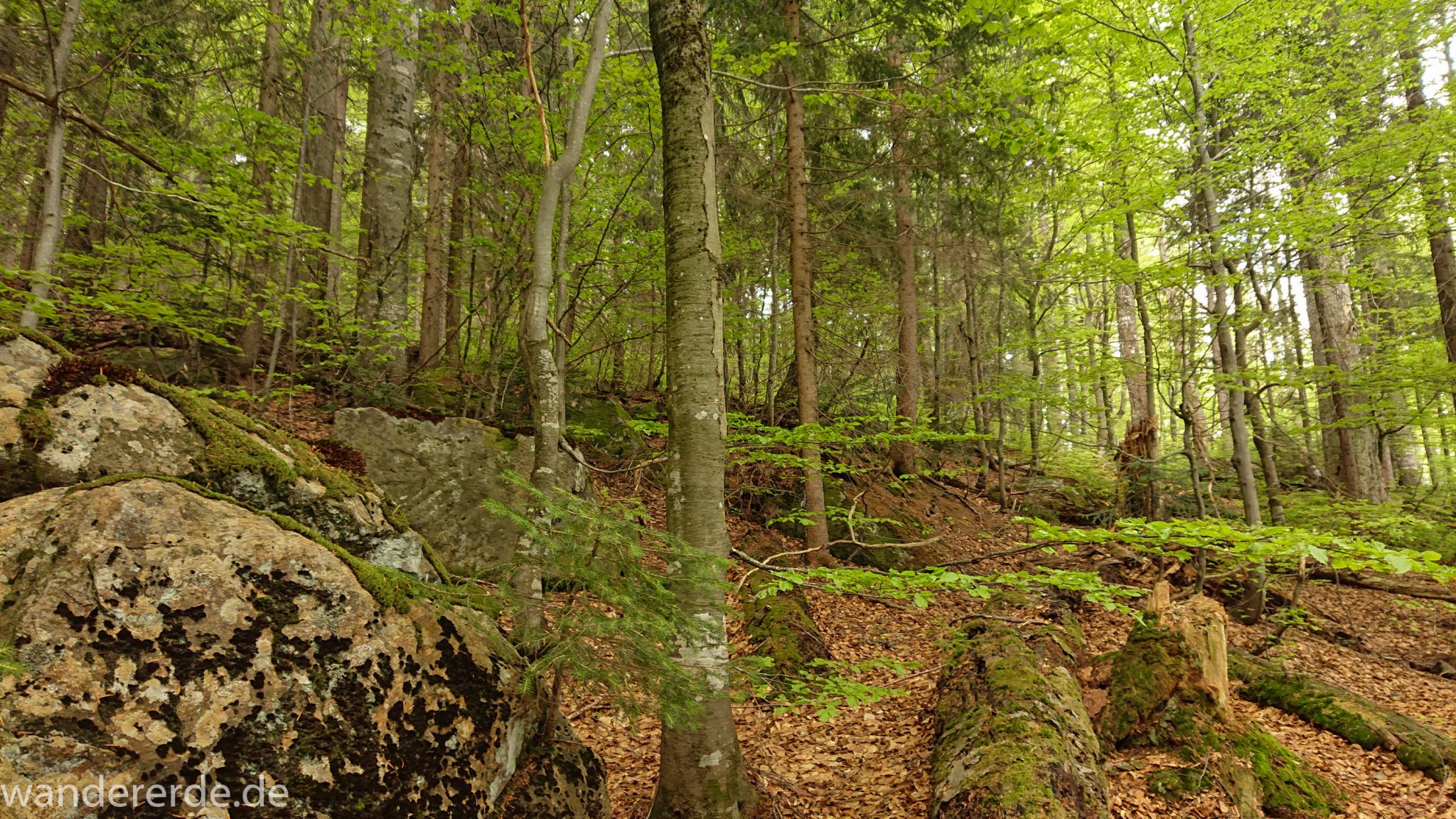 Wanderung Großer Rachel im Nationalpark Bayerischer Wald, Start Parkplatz Oberfrauenau, abwechslungsreicher Wanderweg, auf tollem, schmalem Pfad über Stock und Stein, schöner dichter Wald, Laubbaum, Nadelbaum