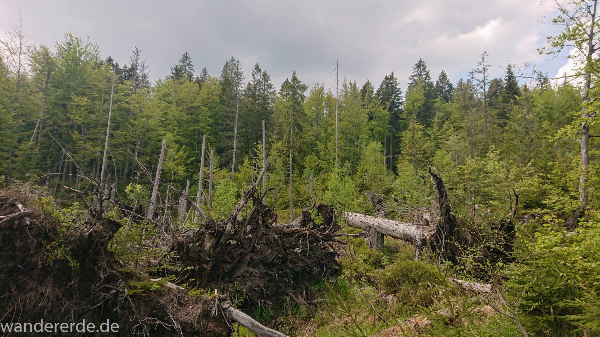Wanderung Großer Rachel im Nationalpark Bayerischer Wald, Start Parkplatz Oberfrauenau, abwechslungsreicher Wanderweg, Zerstörung einiger Waldgebiete durch den Borkenkäfer, umgefallene Bäume werden liegen gelassen im Nationalpark, Natur wird sich selbst überlassen, schöner dichter Wald in verschiedensten Grüntönen, Mischwald aus Laub- und Nadelbäumen