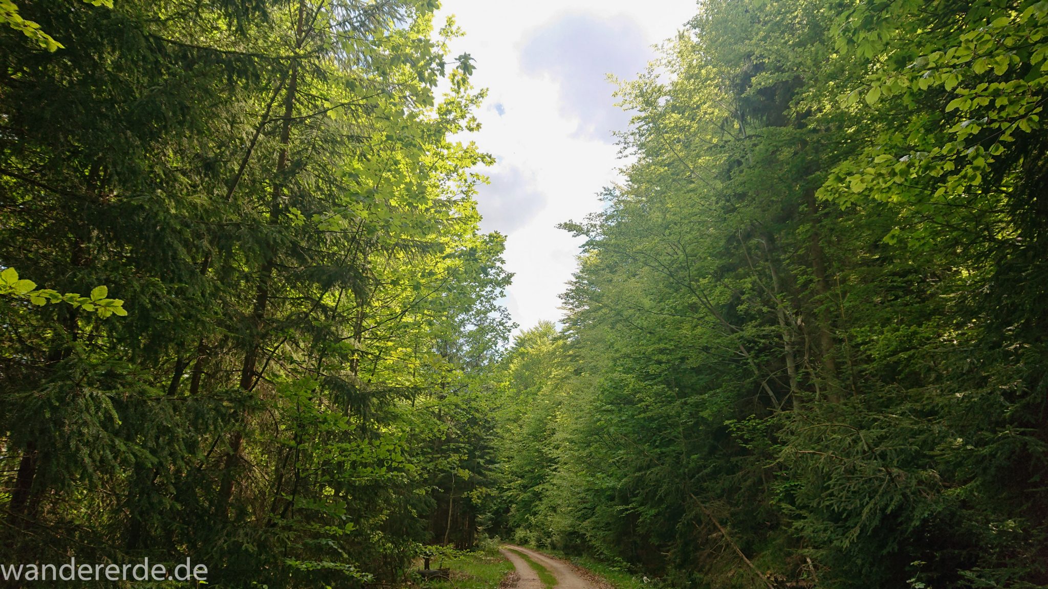 Wanderung Großer Rachel im Nationalpark Bayerischer Wald, Start Parkplatz Oberfrauenau, abwechslungsreicher Wanderweg, schöner dichter Wald in verschiedensten Grüntönen, Mischwald aus Laub- und Nadelbäumen, kühlender Schatten an warmem Frühlingstag