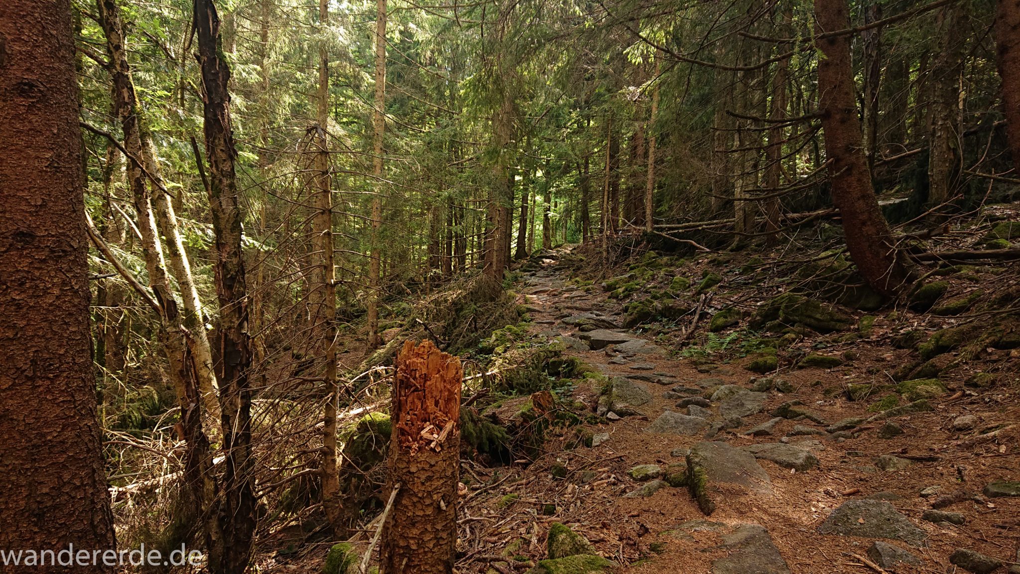 Wanderung Großer Rachel im Nationalpark Bayerischer Wald, Start Parkplatz Oberfrauenau, sehr abwechslungsreicher Wanderweg auf den Berg großer Rachel über Stock und Stein, kühlender Schatten an warmem Frühlingstag