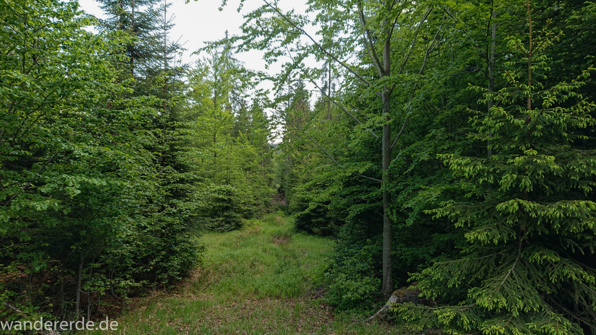 Wanderung Großer Rachel im Nationalpark Bayerischer Wald, Start Parkplatz Oberfrauenau, abwechslungsreicher Wanderweg, schöner dichter Wald in verschiedensten Grüntönen, Mischwald aus Laub- und Nadelbäumen, kühlender Schatten an warmem Frühlingstag