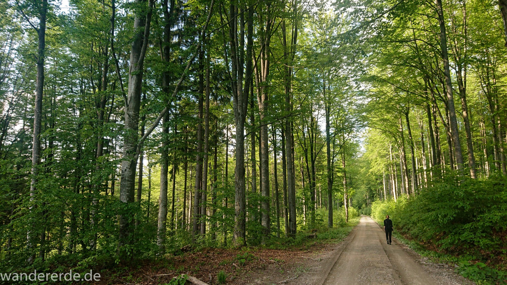 Wanderung Großer Rachel im Nationalpark Bayerischer Wald, Start Parkplatz Oberfrauenau, abwechslungsreicher Wanderweg, Wanderer auf letztem Abschnitt zurück nach Oberfrauenau, schöner dichter Wald in verschiedensten Grüntönen, Mischwald aus Laub- und Nadelbäumen, kühlender Schatten an warmem Frühlingstag