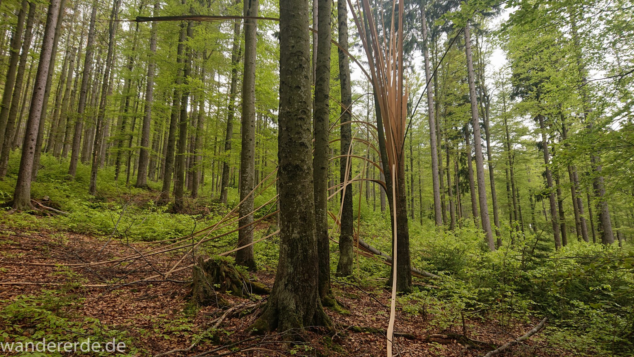 Wanderung Großer Rachel im Nationalpark Bayerischer Wald, Start Parkplatz Oberfrauenau, toller naturbelassener Wanderweg mit kühlendem Schatten, schöner dichter Wald, Kunstwerk auf zersplittertem Baum, Frühjahr im bayerischen Wald