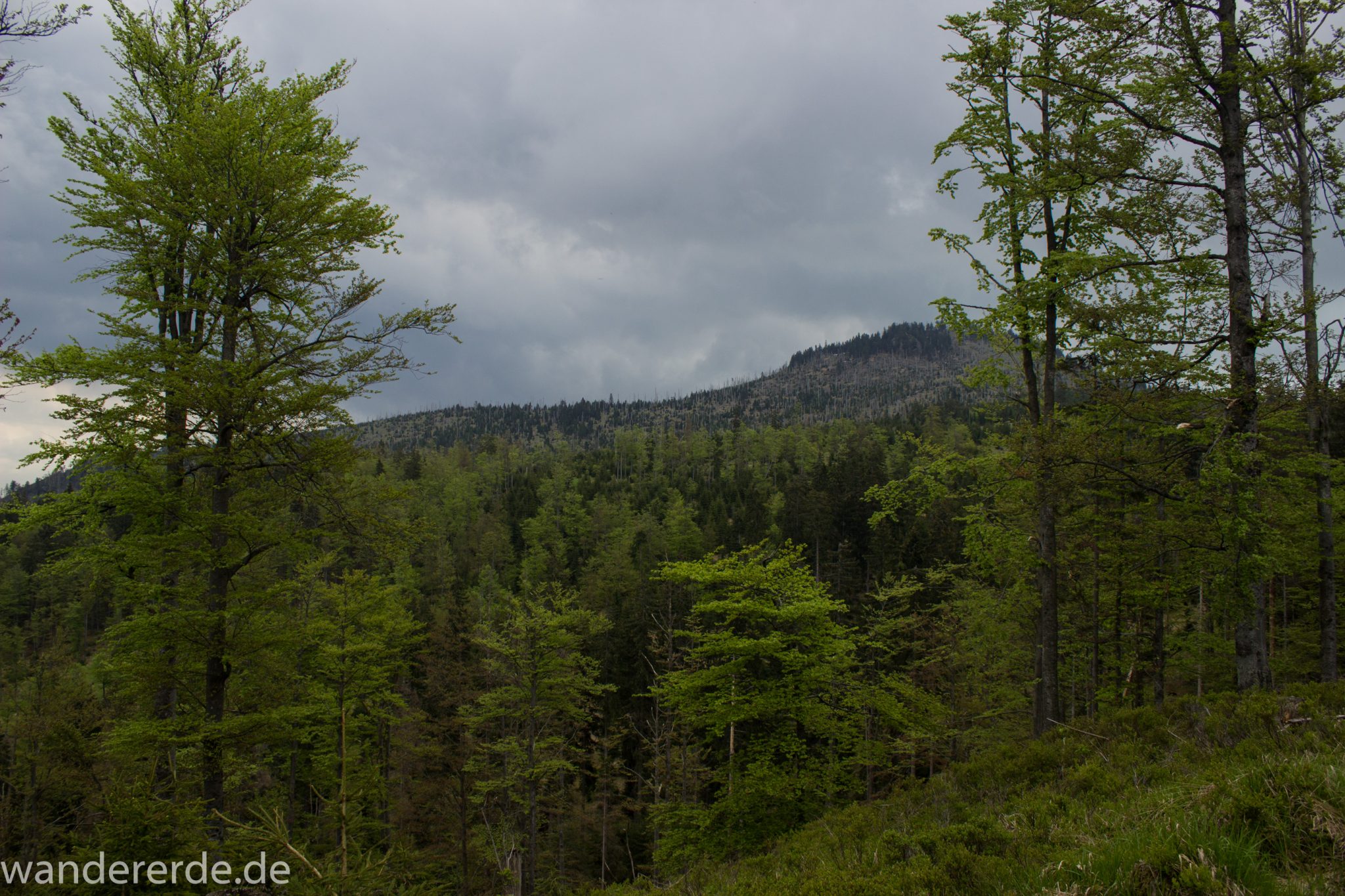Wanderung Großer Rachel im Nationalpark Bayerischer Wald, Start Parkplatz Oberfrauenau, Aussicht auf riesiges Waldgebiet, schöner dichter Wald