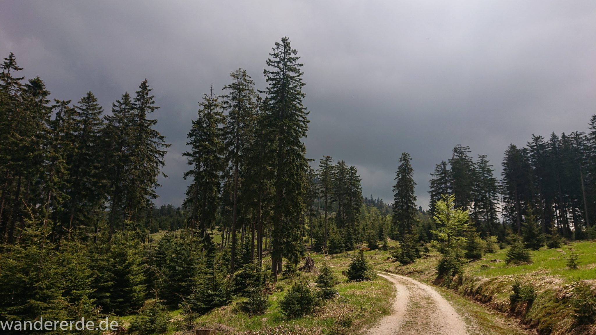 Wanderung Großer Rachel im Nationalpark Bayerischer Wald, Start Parkplatz Oberfrauenau, abwechslungsreicher naturbelassener Wanderweg auf den Berg Großer Rachel, schöner dichter Wald im Nationalpark Bayerischer Wald