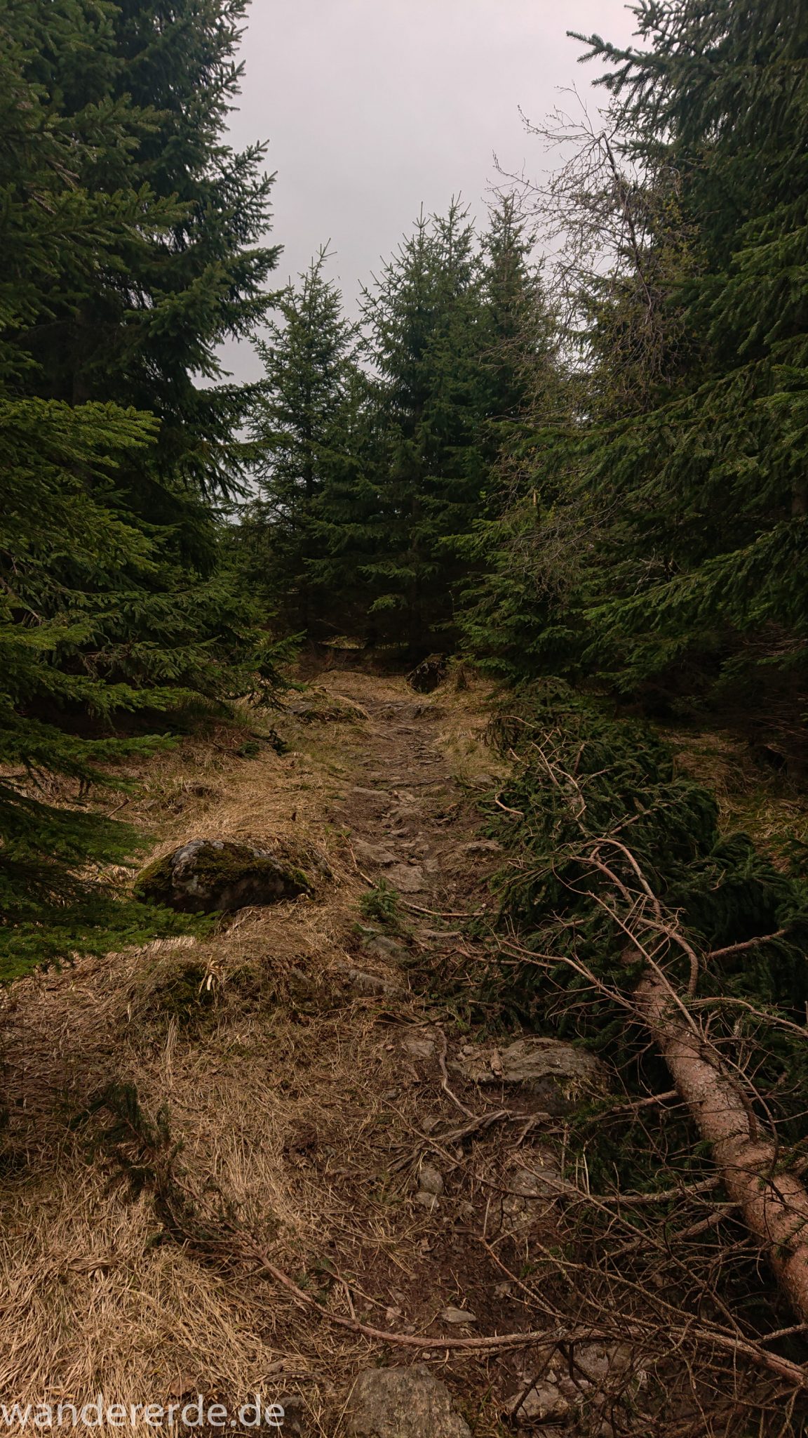Wanderung Großer Rachel im Nationalpark Bayerischer Wald, Start Parkplatz Oberfrauenau, toller naturbelassener Wanderweg mit kühlendem Schatten, umgefallene Bäume werden liegen gelassen, schöner dichter Wald