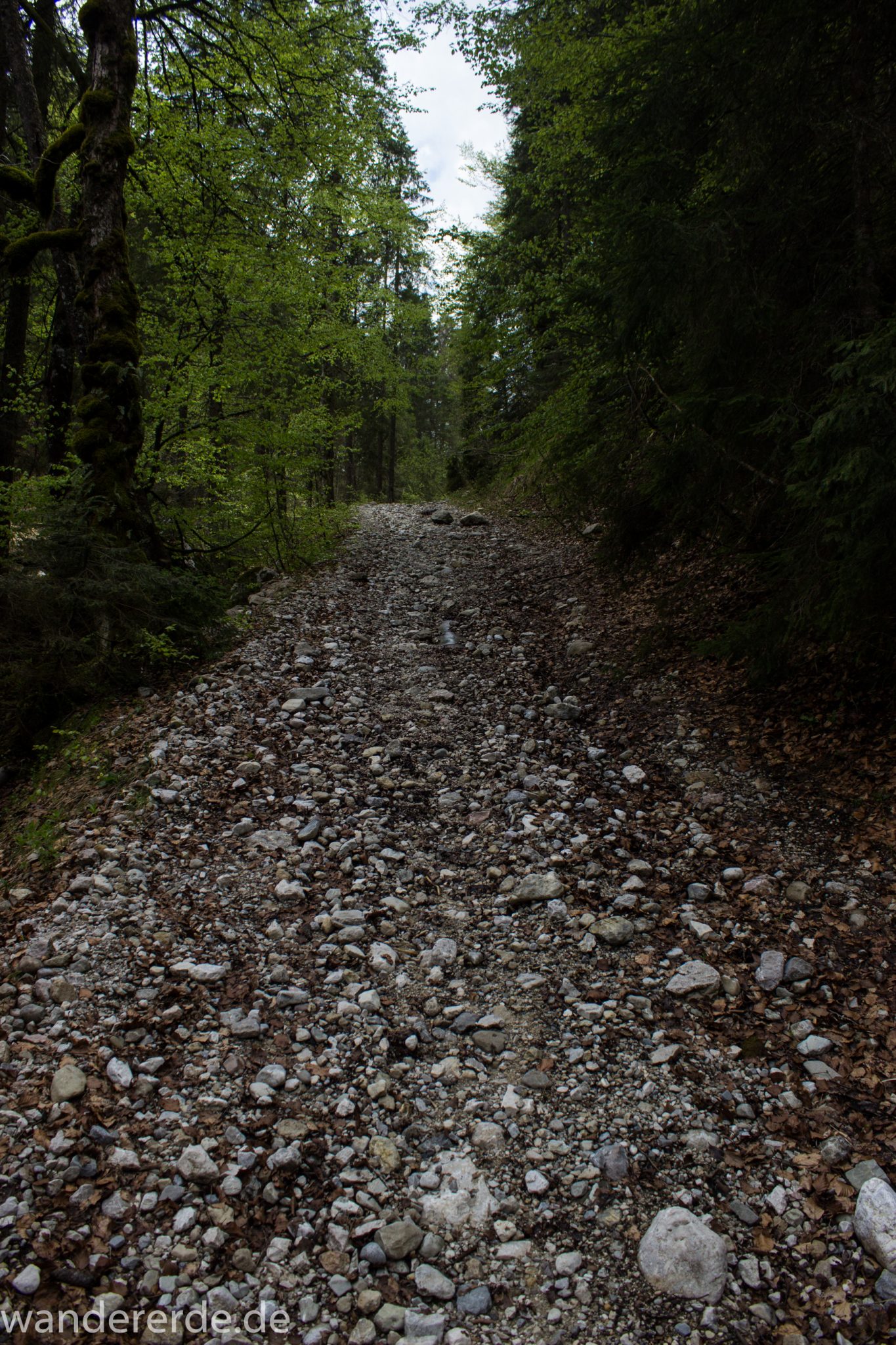 Wanderung zur Kenzenhütte in den Ammergauer Alpen, schmaler Wanderpfad mit kleinen Kieselsteinen, menschenleerer Weg, Frühjahr in den bayerischen Alpen, dichter grüner Wald