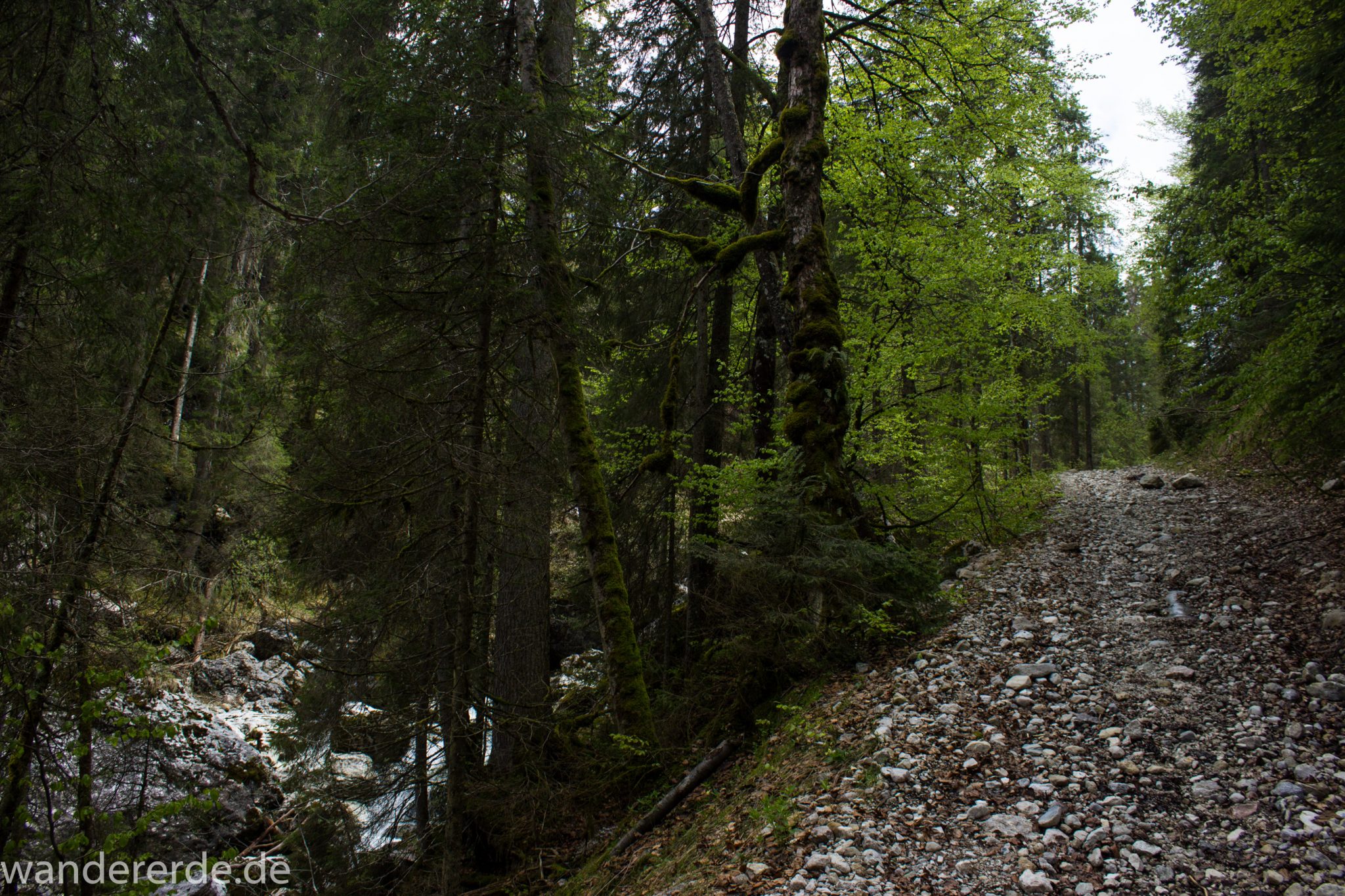 Wanderung zur Kenzenhütte in den Ammergauer Alpen, schmaler Wanderpfad entlang Bach, menschenleerer Weg, Frühjahr in den bayerischen Alpen, dichter grüner Wald