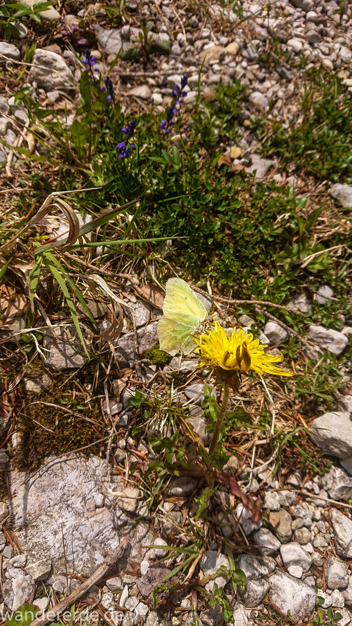 Wanderung zur Kenzenhütte in den Ammergauer Alpen, Schmetterling sitzt an Löwenzahn