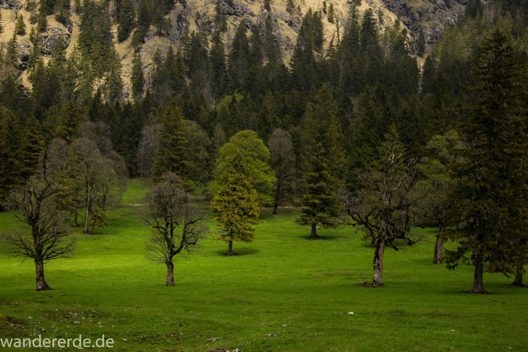 Wanderung zur Kenzenhütte in den Ammergauer Alpen, in den Bergen im Frühjahr, Ammergauer Alpen in Bayern, dichter grüner Wald am Berghang und saftige Wiesen