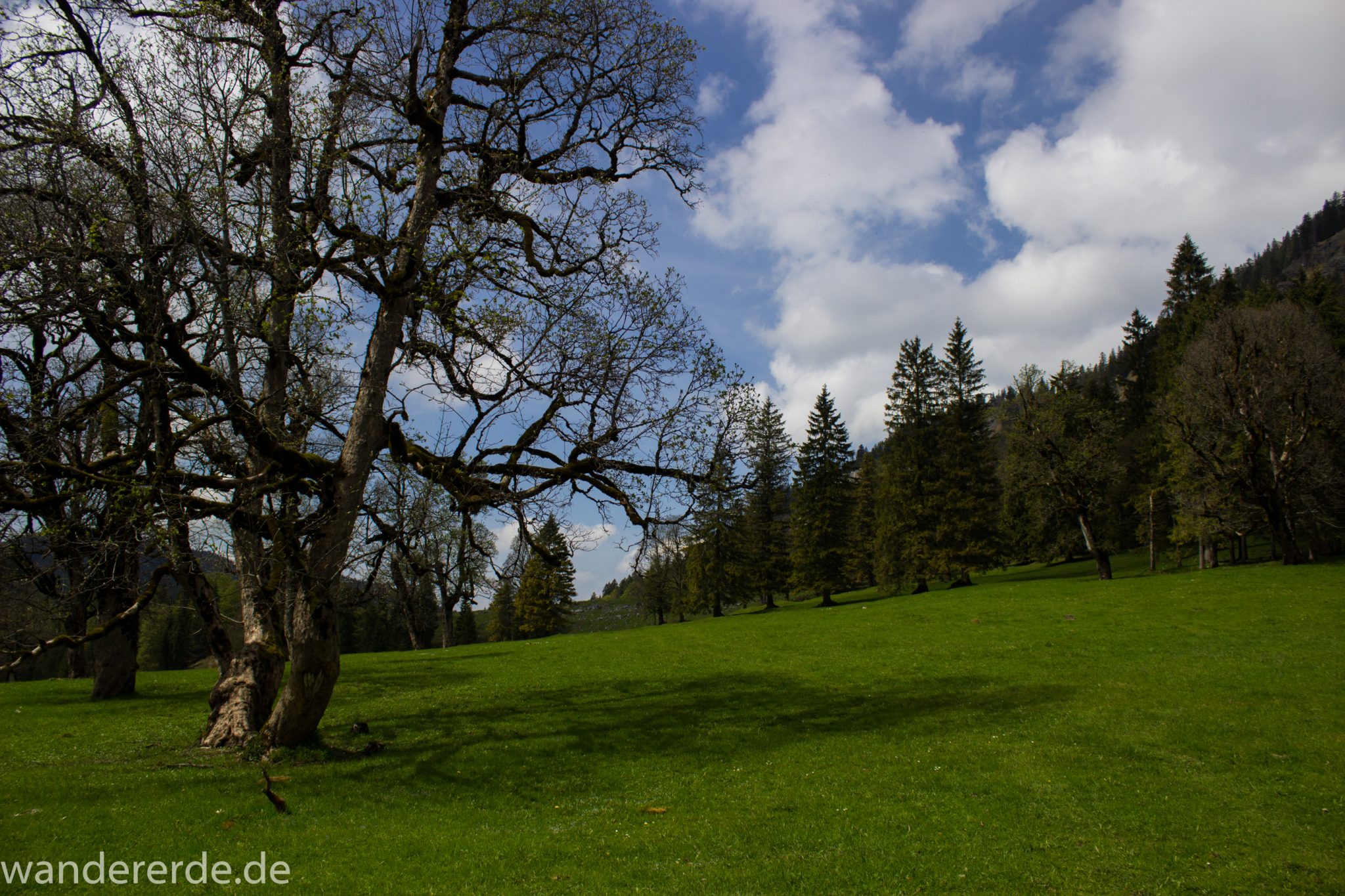 Wanderung zur Kenzenhütte in den Ammergauer Alpen, in den Bergen im Frühjahr, Ammergauer Alpen in Bayern, dichter grüner Wald am Berghang und saftige Wiesen