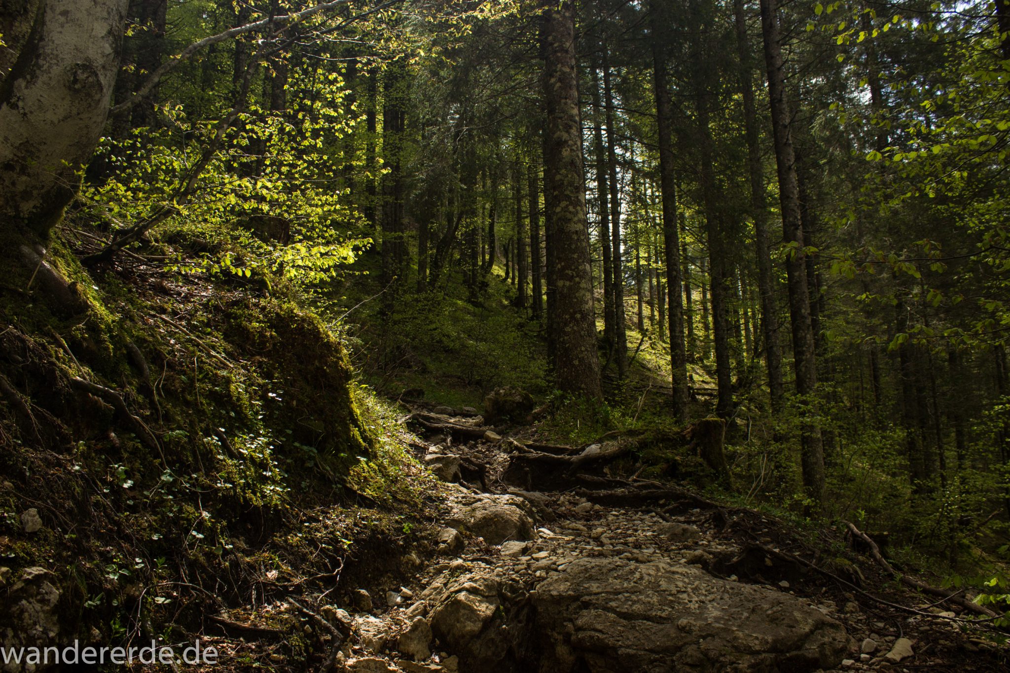 Wanderung zur Kenzenhütte in den Ammergauer Alpen, schmaler Wanderweg wird zunehmend steiler, schöner, dichter und grüner Waldweg über Stock und Stein, sehr atmosphärisch, kühlender Schatten im Wald