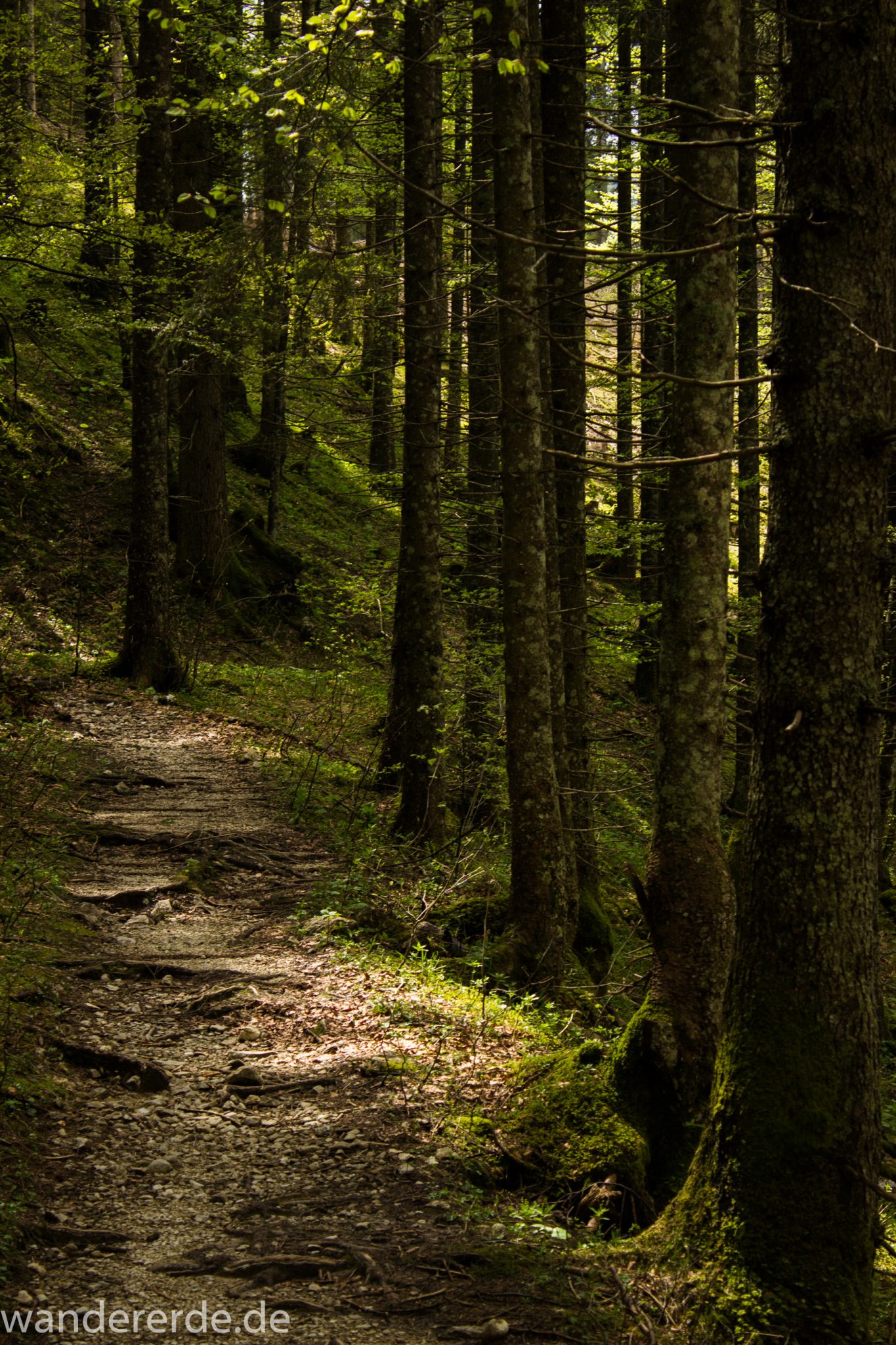Wanderung zur Kenzenhütte in den Ammergauer Alpen, schmaler Wanderweg im schönen, dichten und grünen Wald