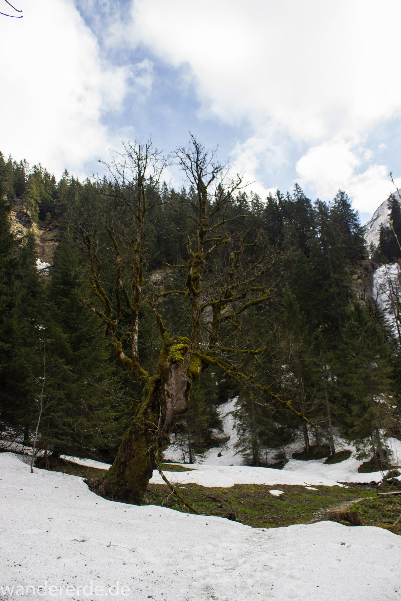 Wanderung zur Kenzenhütte in den Ammergauer Alpen, Schneefelder im Frühjahr in den Ammergauer Alpen in Bayern, dichter Nadelwald am Berghang