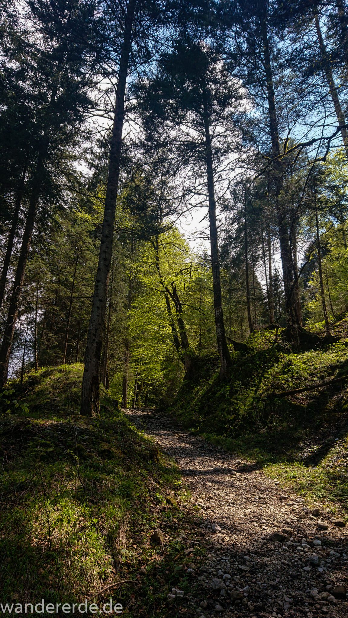 Wanderung zur Kenzenhütte in den Ammergauer Alpen, schmaler Wanderweg im schönen, dichten und grünen Wald