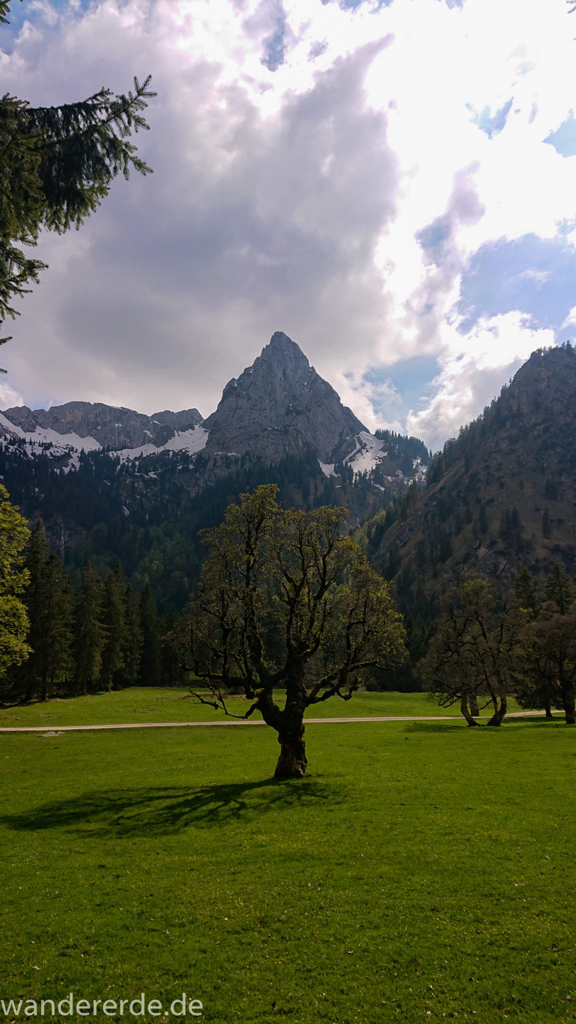 Wanderung zur Kenzenhütte in den Ammergauer Alpen, Aussicht auf die Berge, spitzer Gipfel und schöner Laubbaum prägen dieses Bild, Frühjahr in den bayerischen Alpen, Wanderweg führt entlang dichtem grünen Wald und saftigen Wiesen
