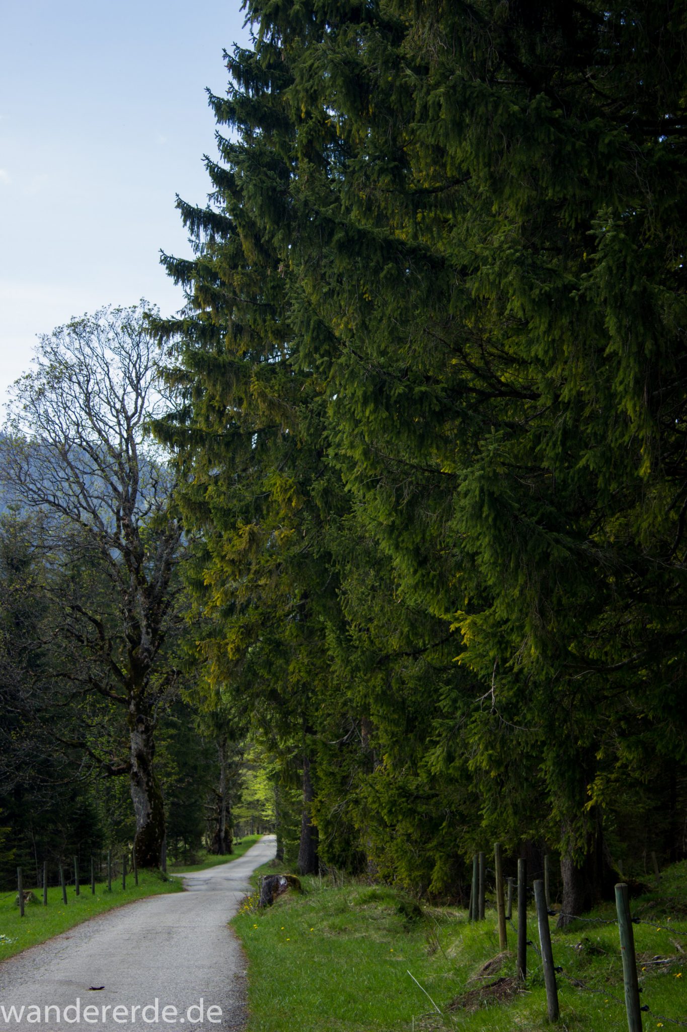 Wanderung zur Kenzenhütte in den Ammergauer Alpen, Weg entlang schmaler Straße, umgeben von grünem Weideland, Bäume, schöner Frühlingstag