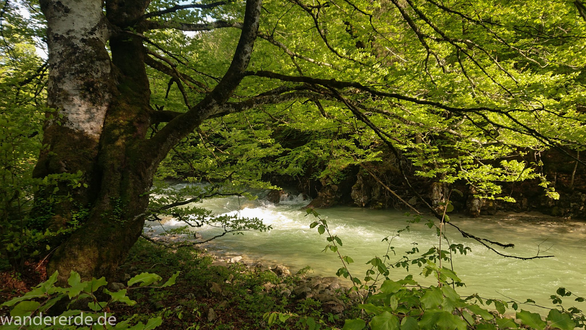 Wanderung zur Kenzenhütte in den Ammergauer Alpen, Frühjahr in den bayerischen Alpen, dichter grüner Wald, schöne Laubbäume, Wanderweg führt entlang schönen, idyllischem Fluss Halblech, nach viel Regen sehr voller Fluss Halblech