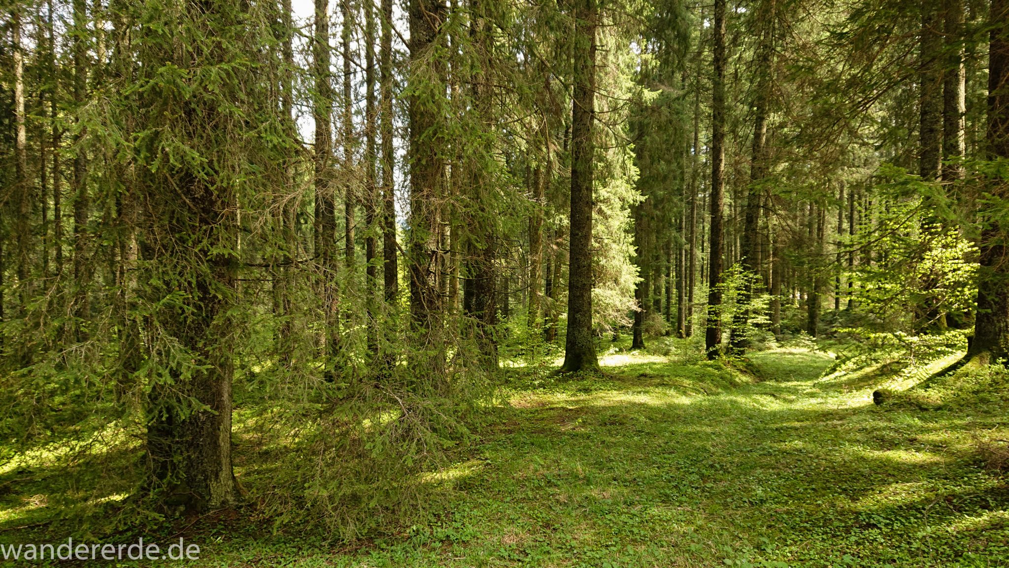 Wanderung zur Kenzenhütte in den Ammergauer Alpen, dichter grüner Wald, saftig grün bedeckter Waldboden