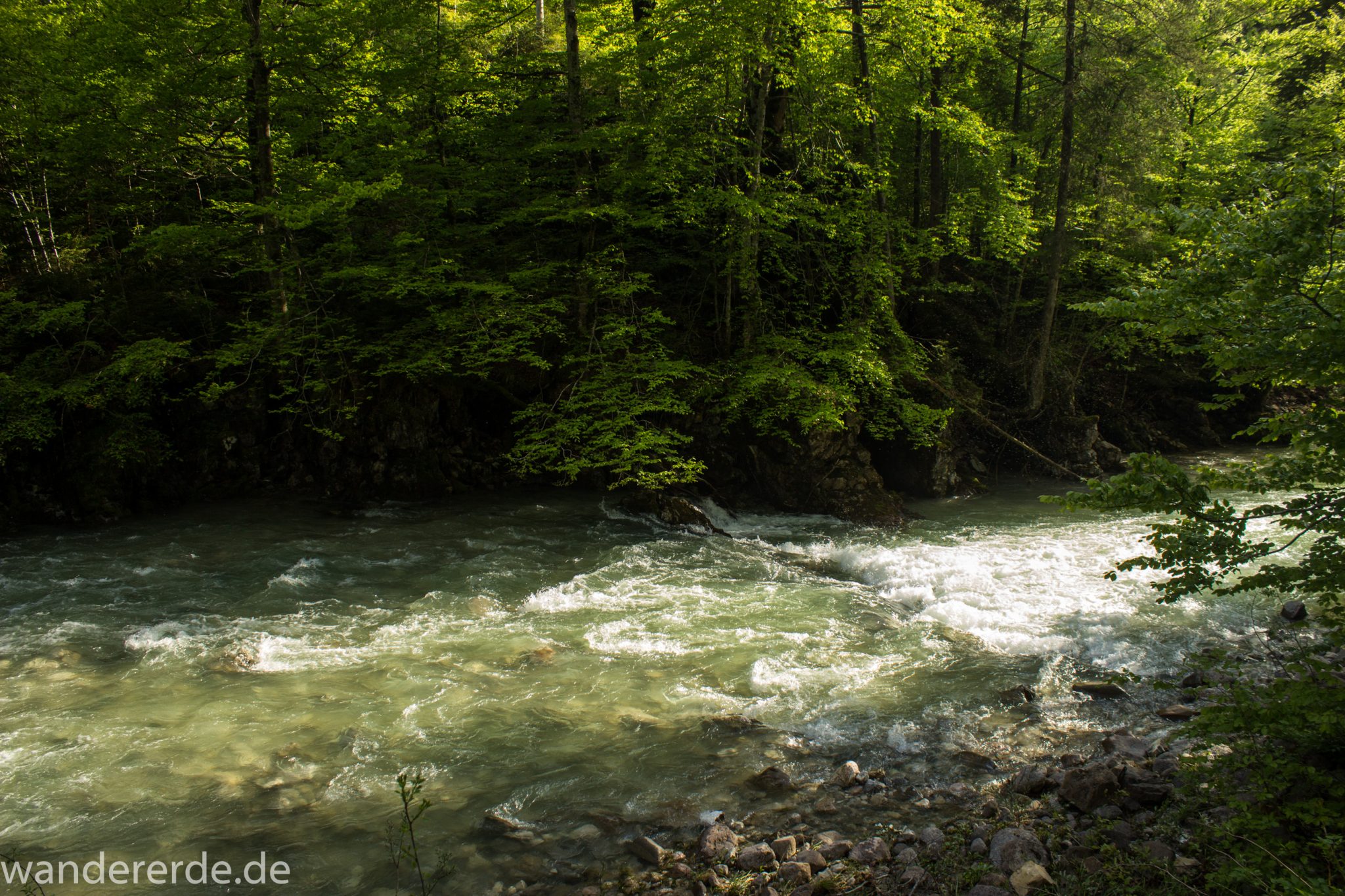 Wanderung zur Kenzenhütte in den Ammergauer Alpen, Frühjahr in den bayerischen Alpen, dichter grüner Wald, schöne Laubbäume, Wanderweg führt entlang schönen, idyllischem Fluss Halblech, nach viel Regen sehr voller Fluss Halblech