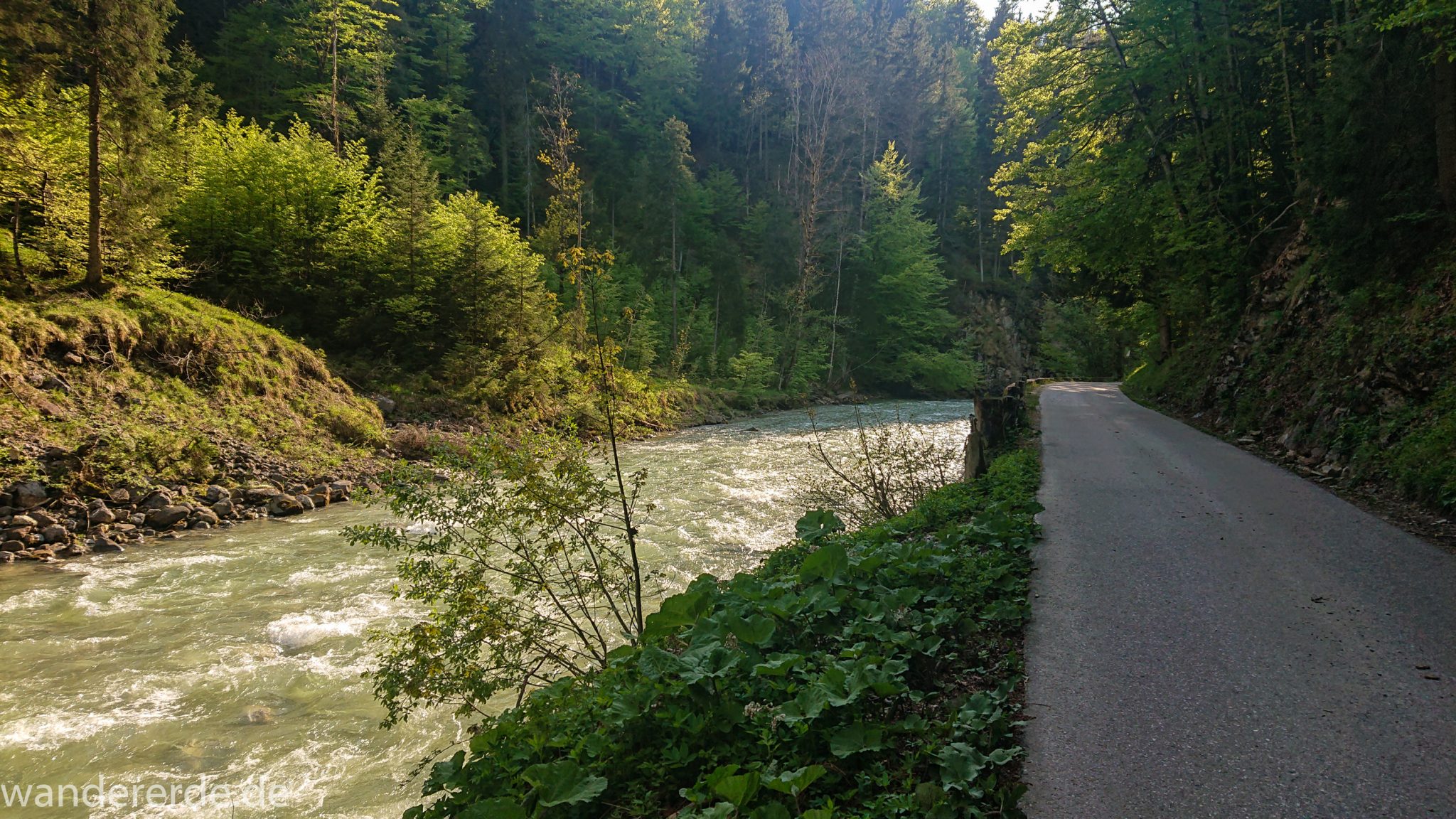 Wanderung zur Kenzenhütte in den Ammergauer Alpen, Frühjahr in den bayerischen Alpen, dichter grüner Wald, schöne Laubbäume, Wanderweg ist leider eine schmale Asphaltstraße, aber die Umgebung entschädigt, Verlauf des Weges entlang schönen, idyllischem Fluss Halblech, nach viel Regen sehr voller Fluss Halblech
