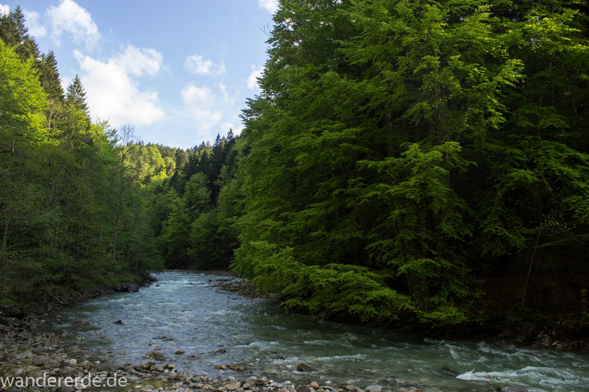 Wanderung zur Kenzenhütte in den Ammergauer Alpen, Frühjahr in den bayerischen Alpen, dichter grüner Wald, schöne Laubbäume, Wanderweg führt entlang schönen, idyllischem Fluss Halblech