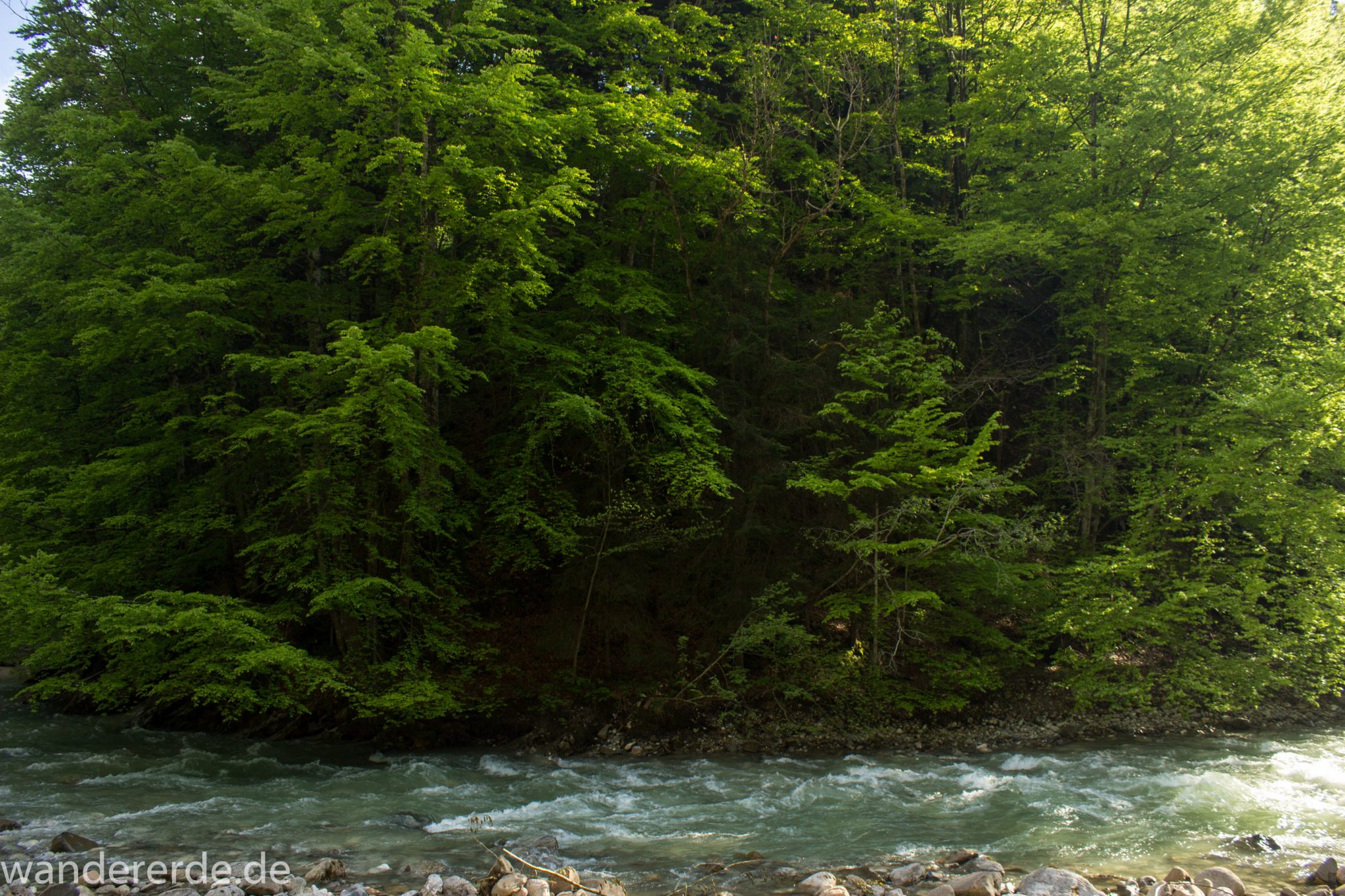 Wanderung zur Kenzenhütte in den Ammergauer Alpen, Frühjahr in den bayerischen Alpen, dichter grüner Wald, schöne Laubbäume, Wanderweg führt entlang schönen, idyllischem Fluss Halblech
