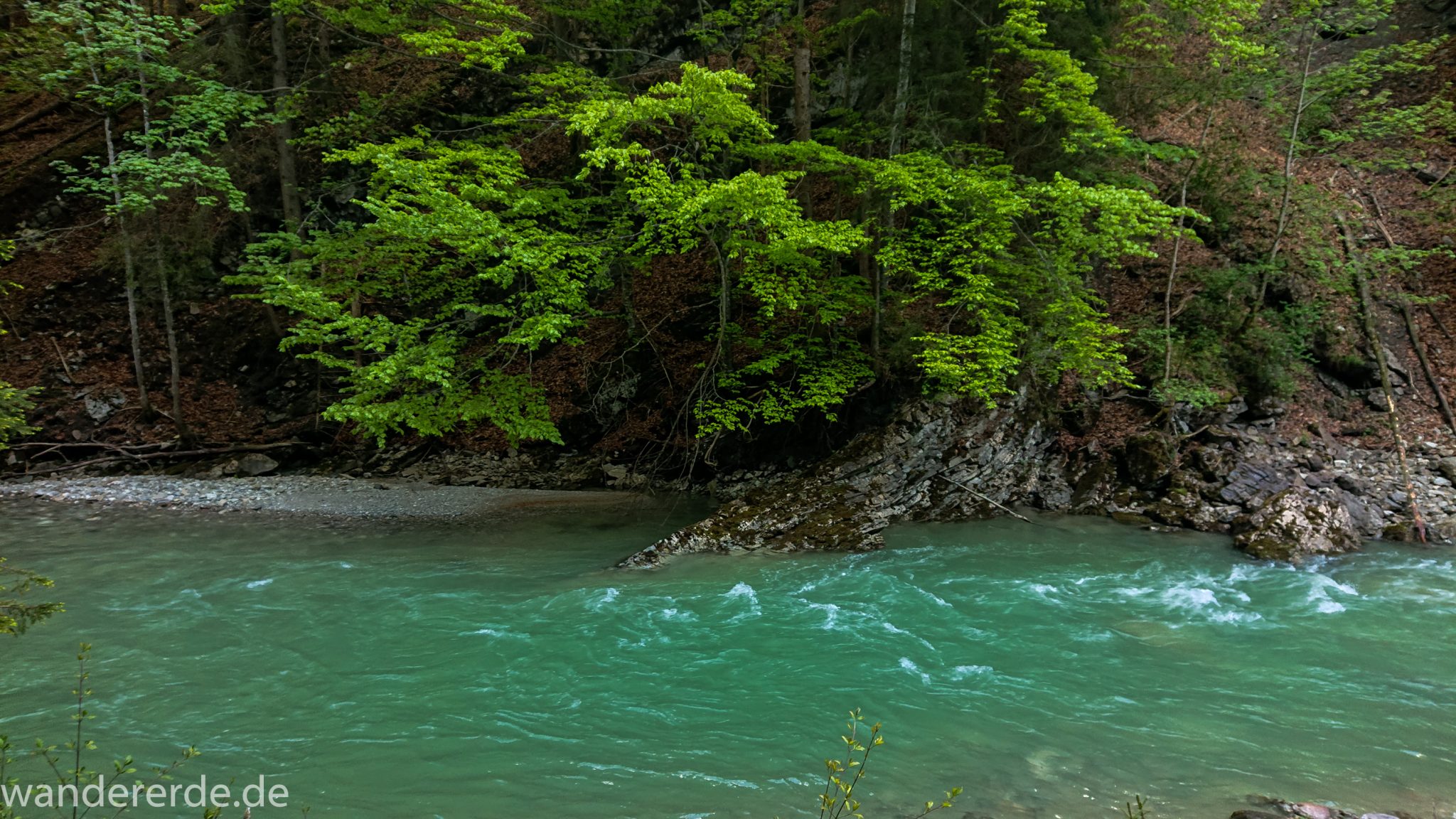Wanderung zur Kenzenhütte in den Ammergauer Alpen, Frühjahr in den bayerischen Alpen, dichter grüner Wald, schöne Laubbäume, Wanderweg führt entlang schönen, idyllischem Fluss Halblech, nach viel Regen sehr voller Fluss Halblech, mintgrünes Gletscherwasser bahnt sich seinen Weg ins Tal