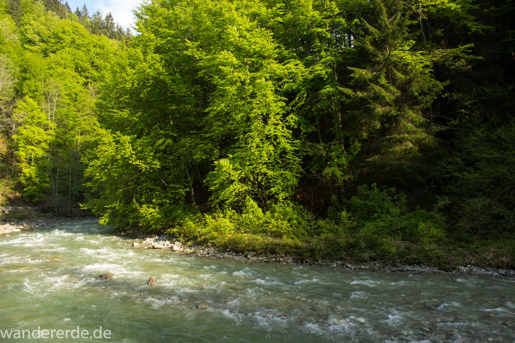 Wanderung zur Kenzenhütte in den Ammergauer Alpen, Frühjahr in den bayerischen Alpen, dichter grüner Wald, schöne Laubbäume, Wanderweg führt entlang schönen, idyllischem Fluss Halblech