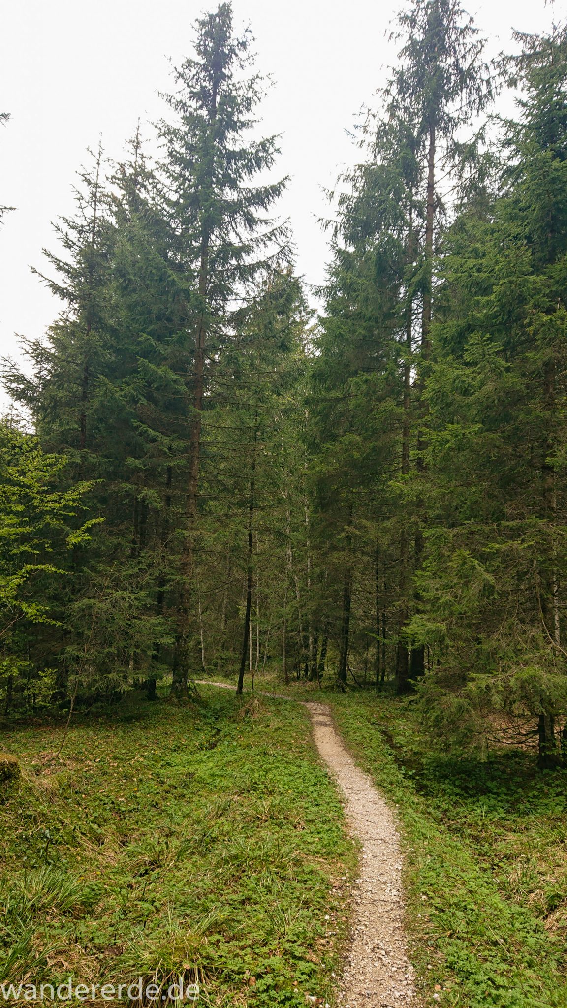 Wanderung zur Kenzenhütte in den Ammergauer Alpen, schmaler Wanderpfad, menschenleerer Weg, Frühjahr in den bayerischen Alpen, dichter grüner Wald und saftige Wiesen