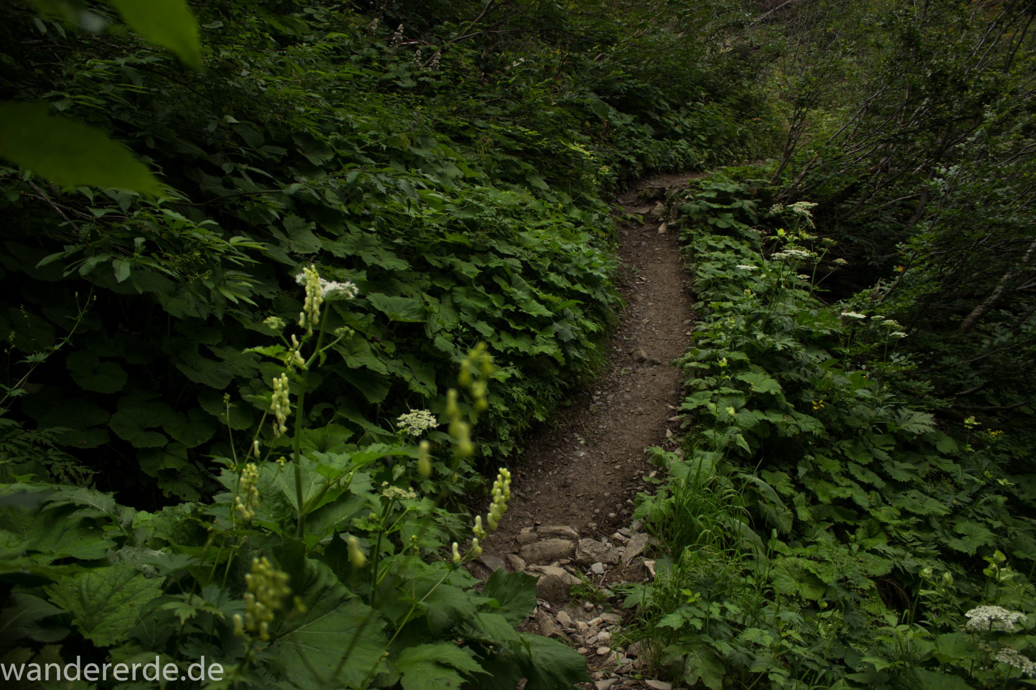 Alpenüberquerung Fernwanderweg E5 Oberstdorf Meran, 1. Etappe von Oberstdorf zur Kemptner Hütte, Wanderweg führt von der Spielmannsau bei Oberstdorf im Allgäu zur Kemptner Hütte  entlang eines schmalen Wanderpfads umgeben von saftig grüner Vegetation, beinahe wie im Dschungel