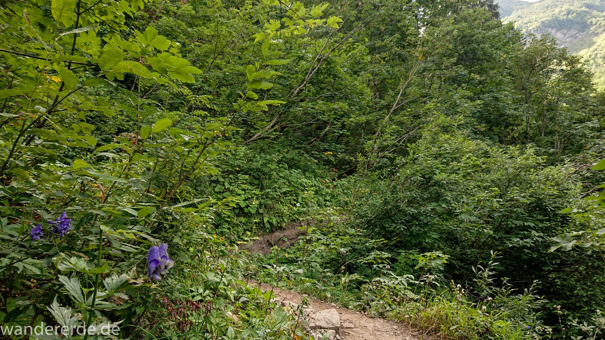Alpenüberquerung Fernwanderweg E5 Oberstdorf Meran, 1. Etappe von Oberstdorf zur Kemptner Hütte, Wanderweg führt von der Spielmannsau bei Oberstdorf im Allgäu zur Kemptner Hütte  entlang eines schmalen Wanderpfads umgeben von saftig grüner Vegetation, beinahe wie im Dschungel