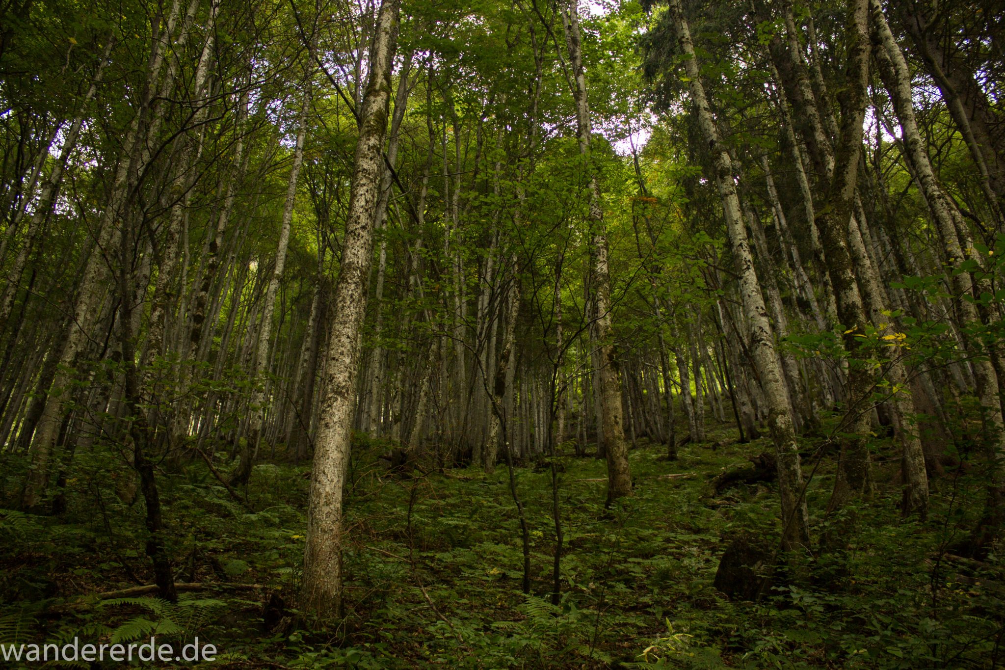 Alpenüberquerung Fernwanderweg E5 Oberstdorf Meran, 1. Etappe von Oberstdorf zur Kemptner Hütte, Wanderweg führt von der Spielmannsau bei Oberstdorf im Allgäu zur Kemptner Hütte  entlang eines schmalen Wanderpfads umgeben von saftig grüner Vegetation, schöner, dichter Wald